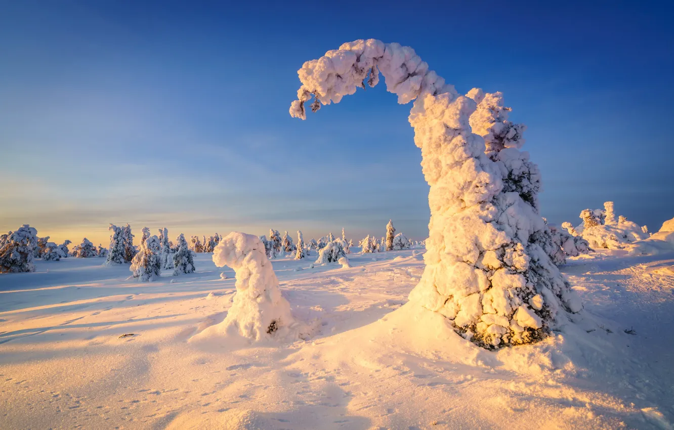 Photo wallpaper winter, frost, forest, the sky, light, snow, trees, nature