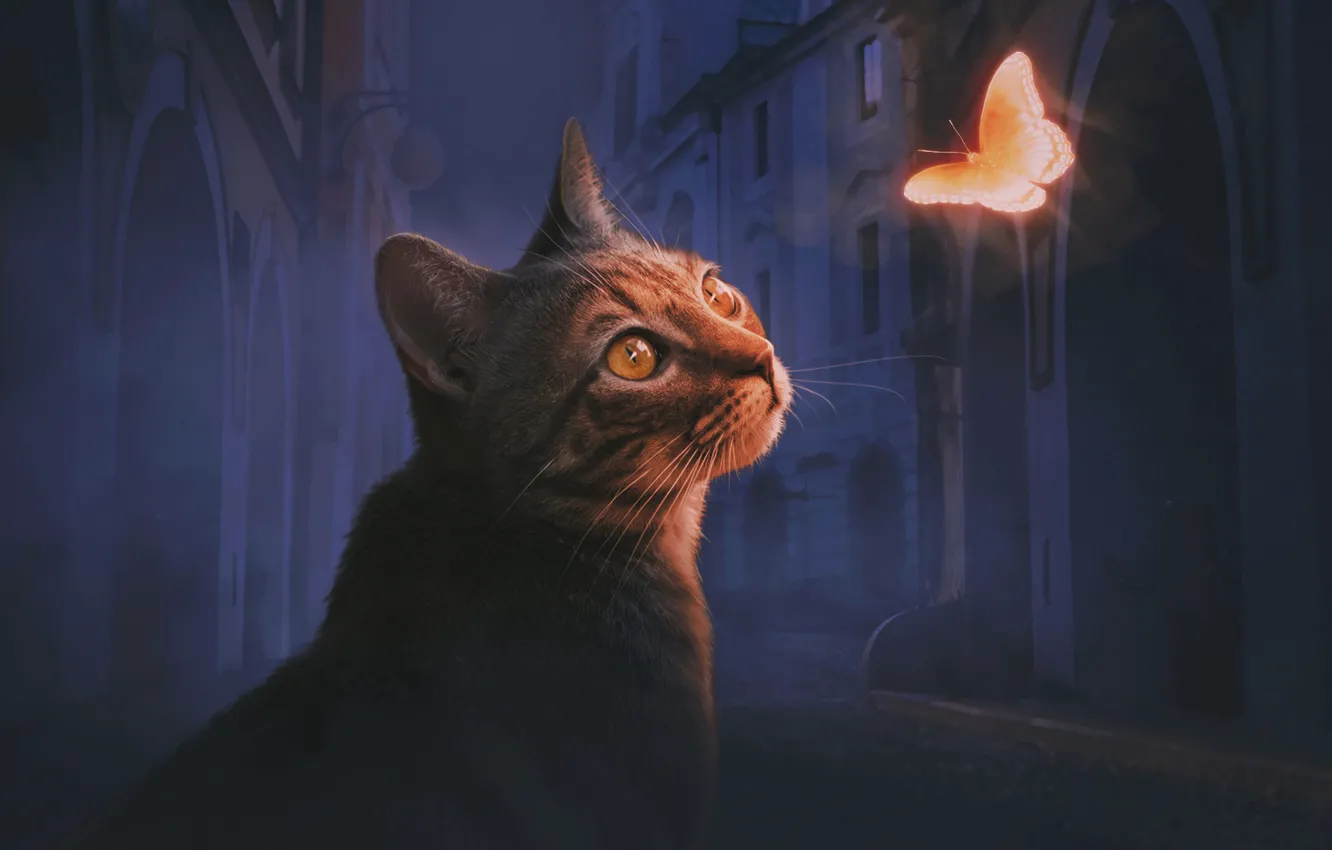 Photo wallpaper cat, light, butterfly