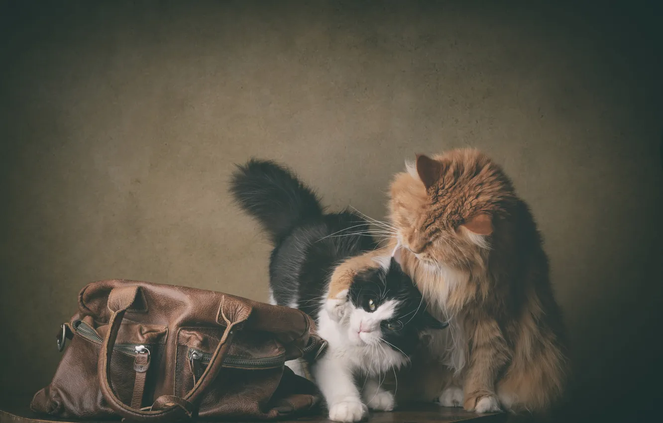 Photo wallpaper cat, cat, look, pose, each, the game, legs, black and white