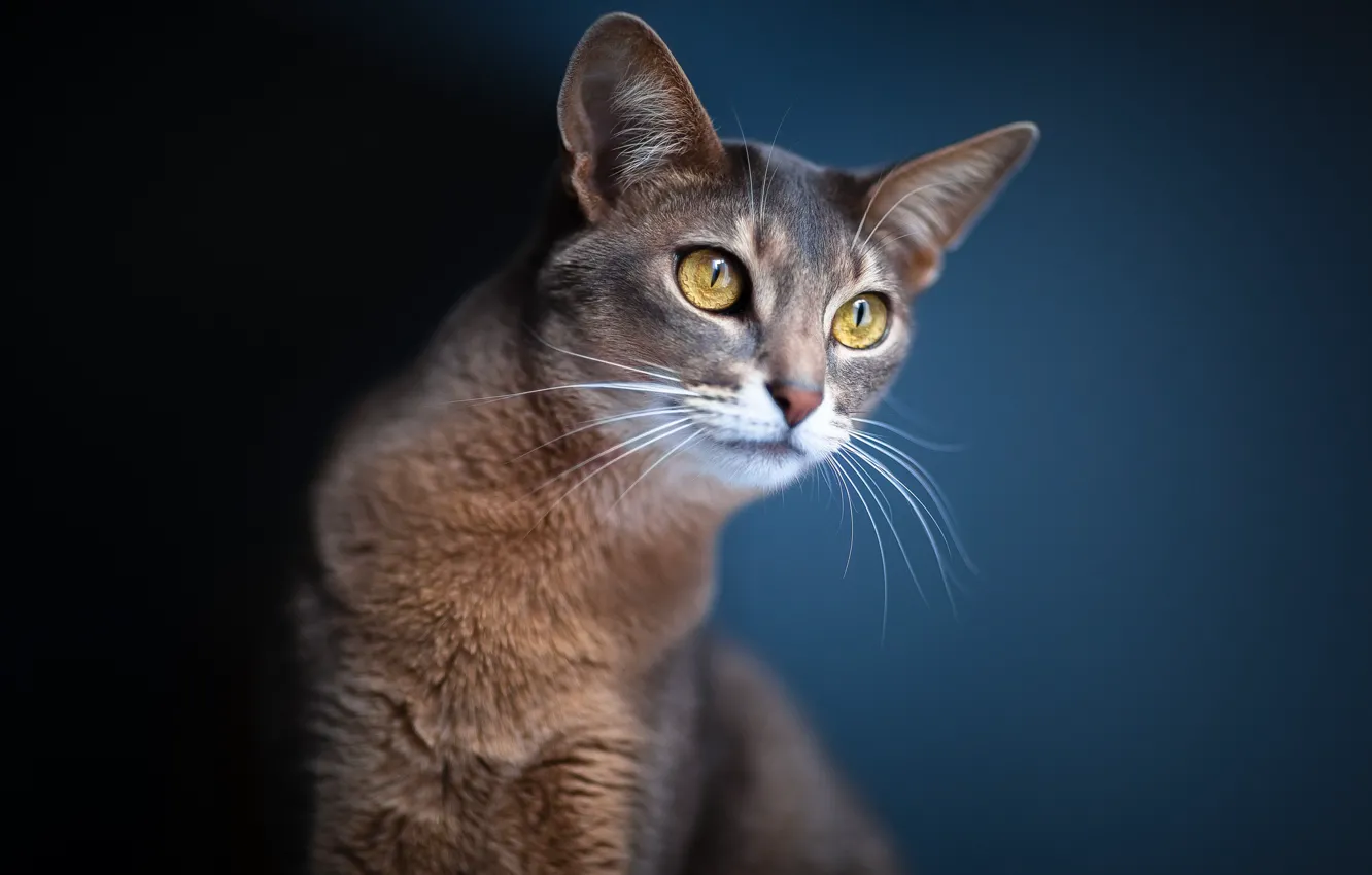 Photo wallpaper cat, eyes, cat, look, blur, ears, blue background
