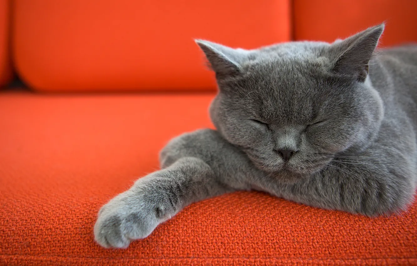 Photo wallpaper cat, sofa, cat, legs, sleeping
