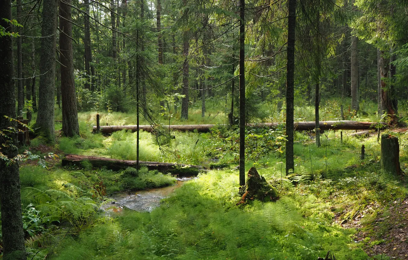 Photo wallpaper forest, trees, nature, puddle