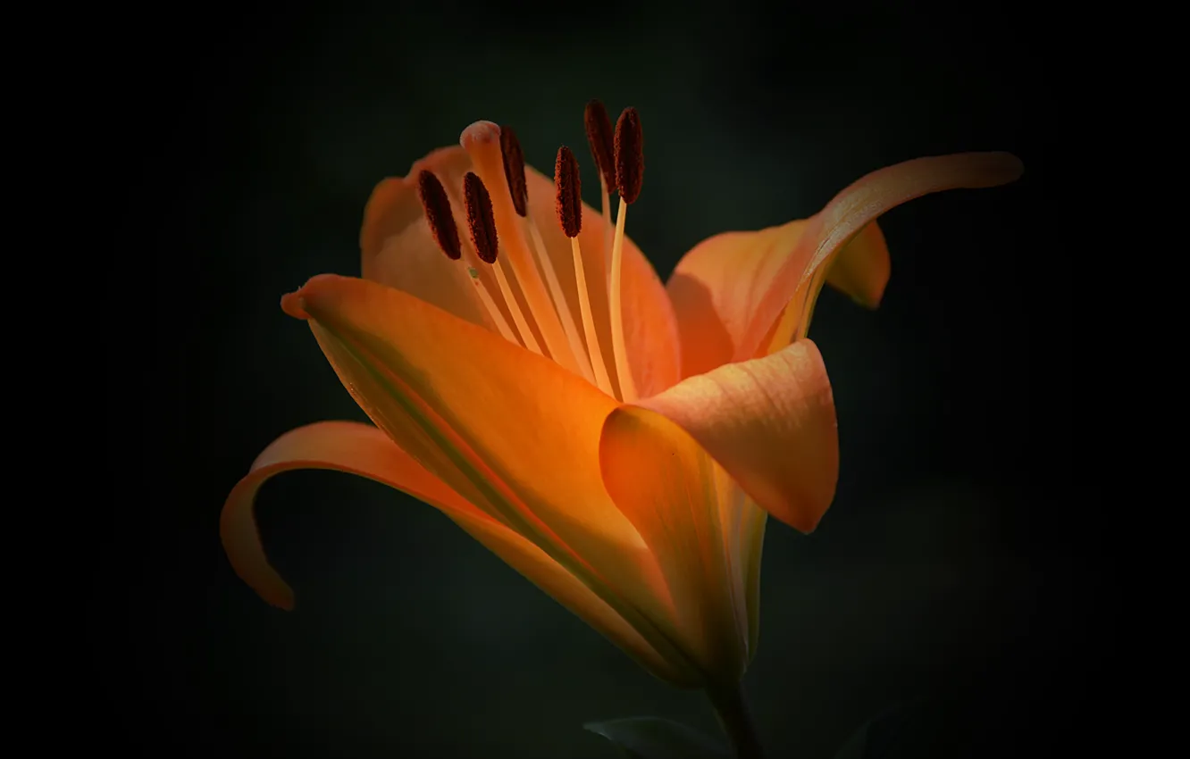 Photo wallpaper macro, background, Lily, macro, lily, Orange flower