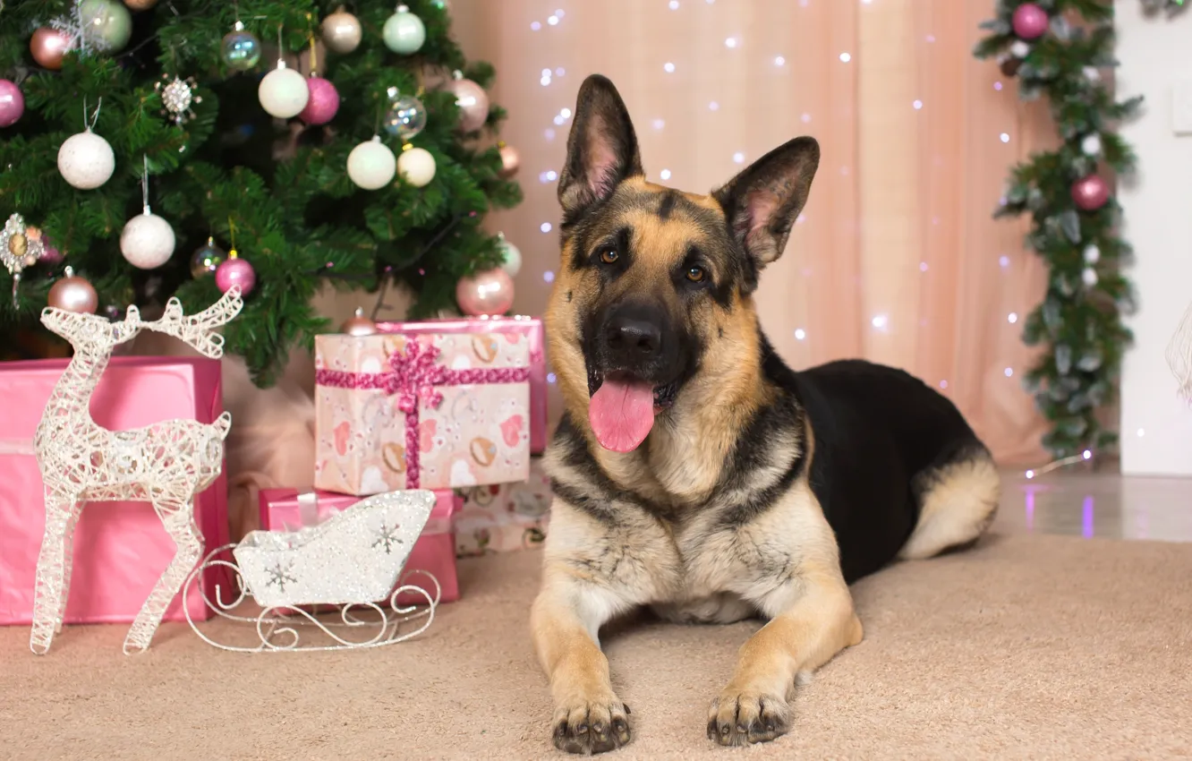 Photo wallpaper gift, tree, new year, shepherd, German