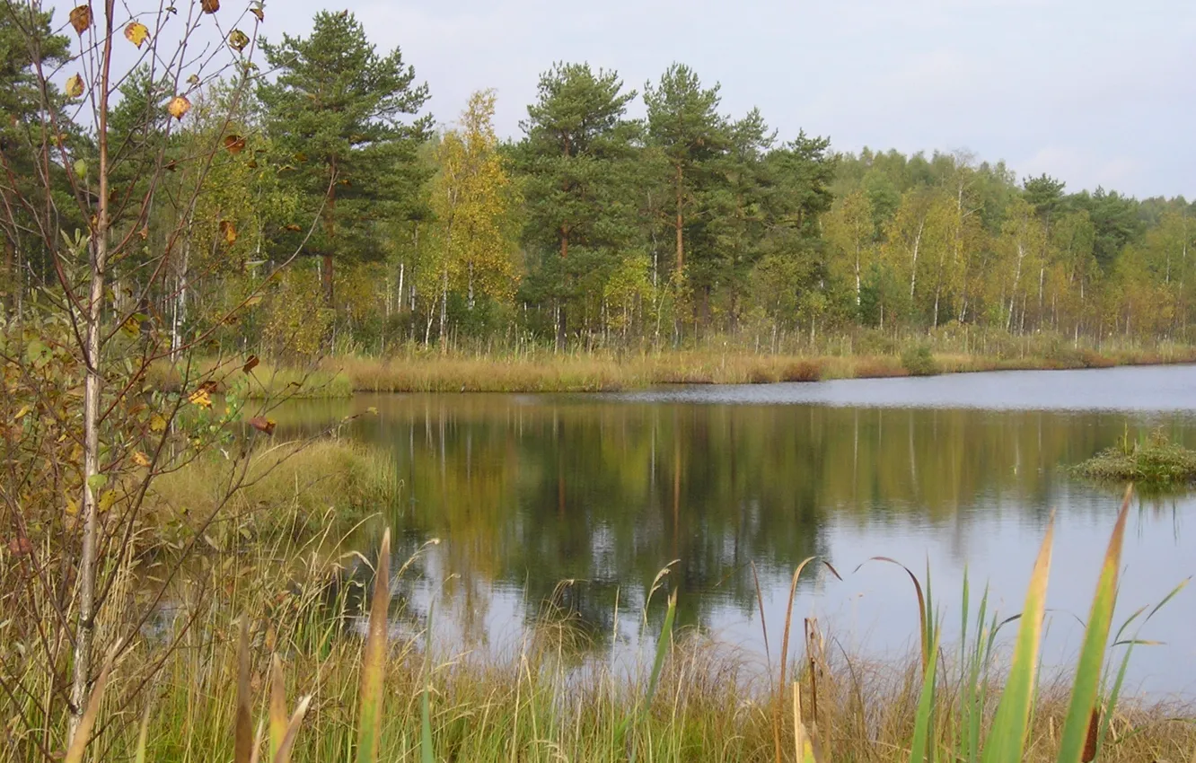 Photo wallpaper forest, trees, lake