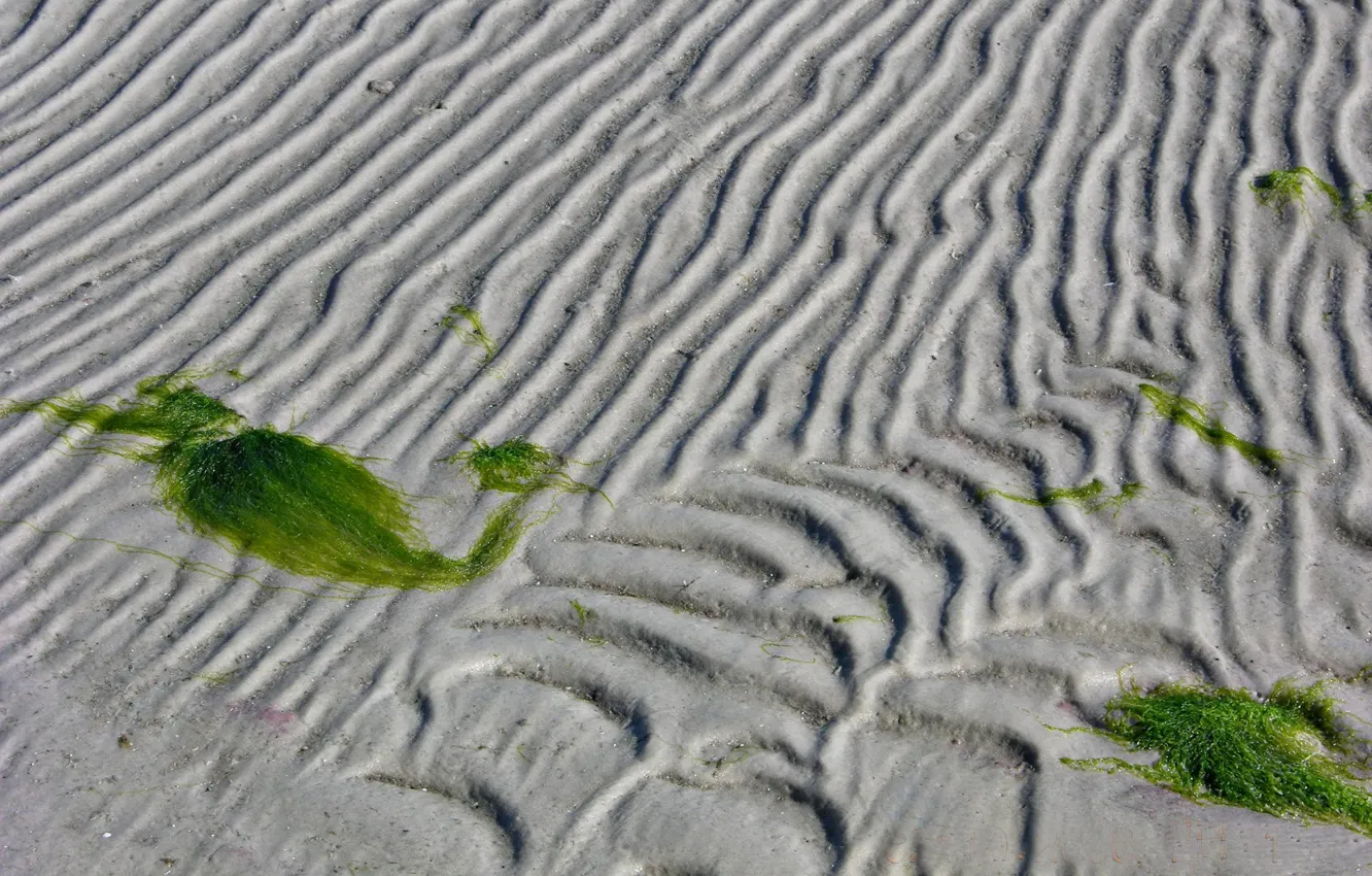 Photo wallpaper sand, line, algae