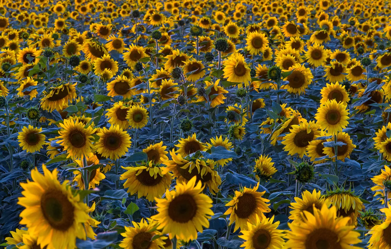 Photo wallpaper field, sunflowers, a lot