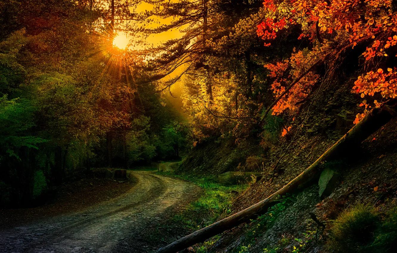 Photo wallpaper road, rays, trees, nature, turn