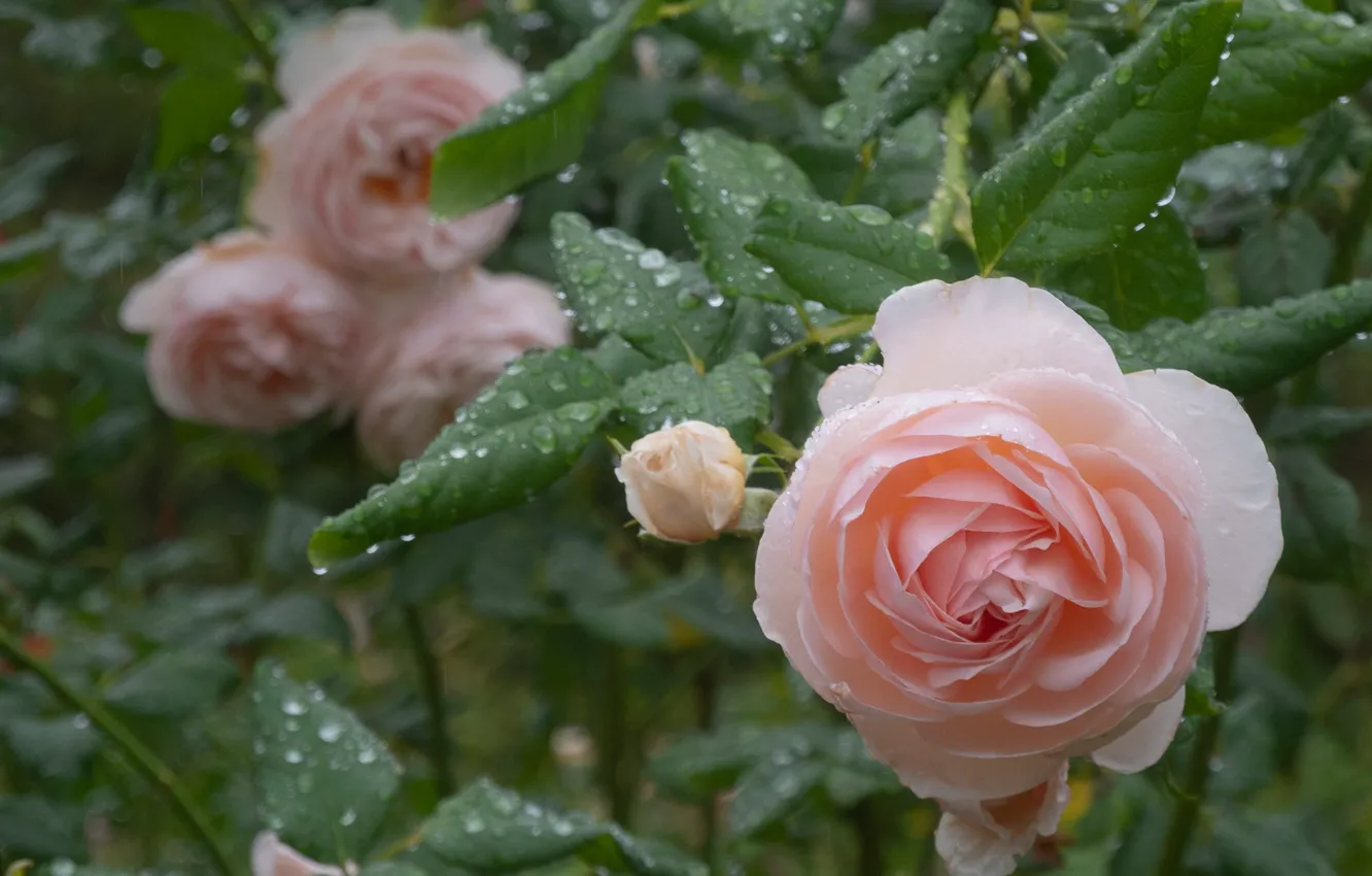 Photo wallpaper leaves, drops, roses, buds