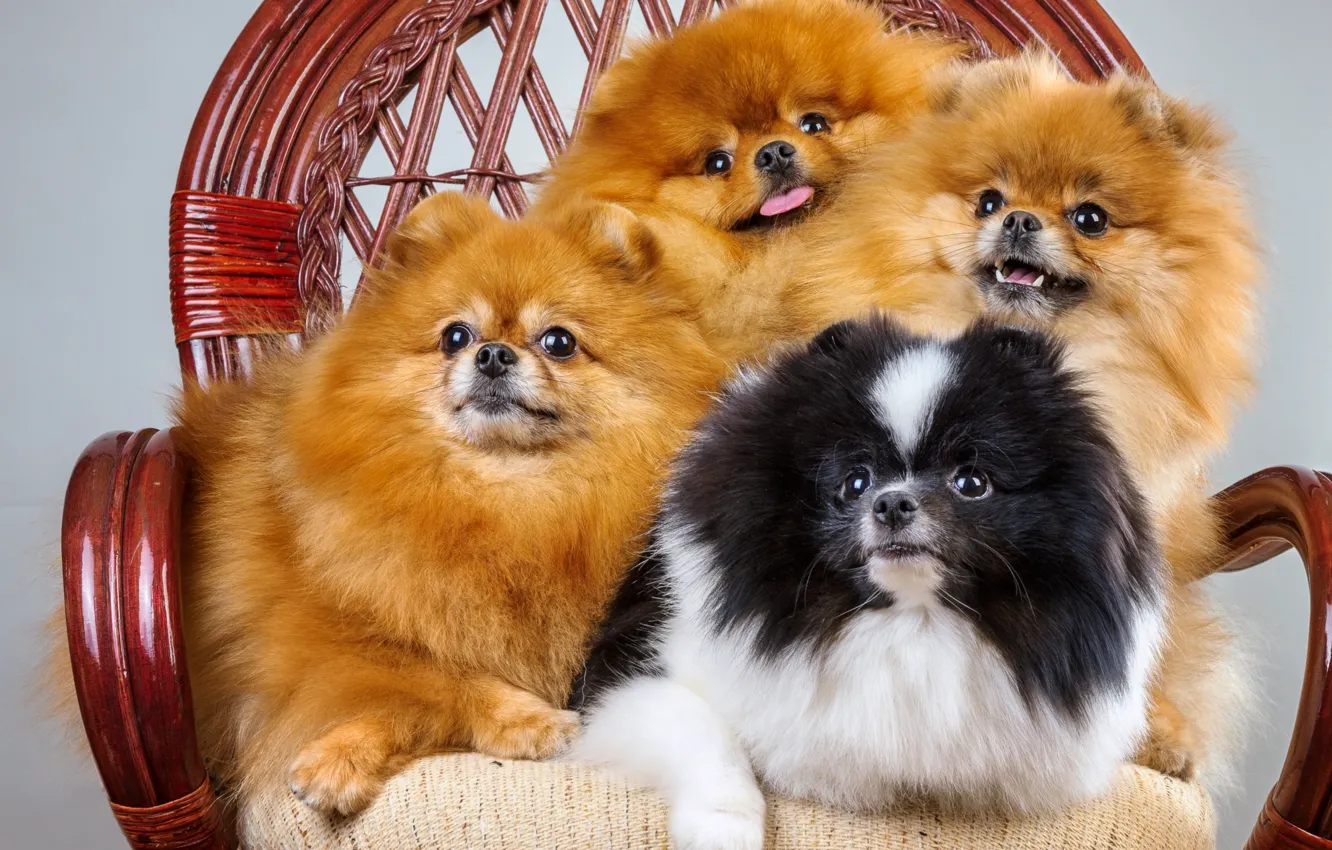 Photo wallpaper chair, fluffy, Quartet, Spitz