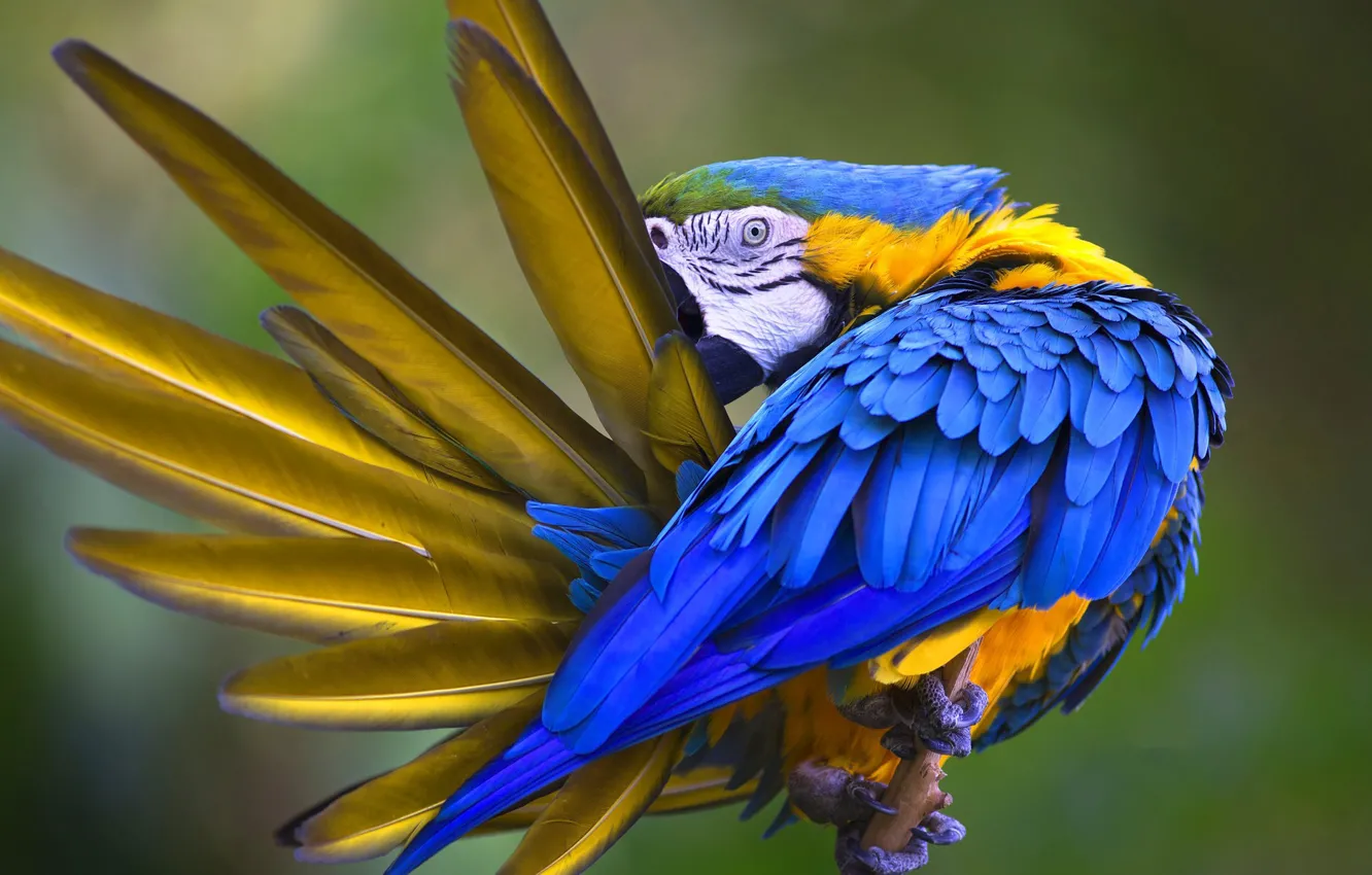 Photo wallpaper bird, feathers, parrot, Blue-and-yellow macaw