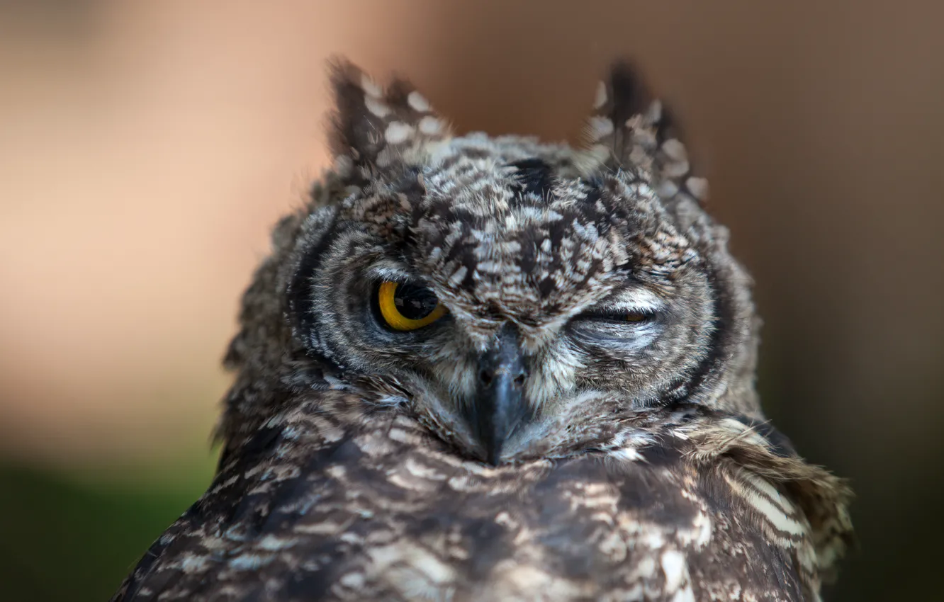 Photo wallpaper eyes, mood, owl, bird, flashing