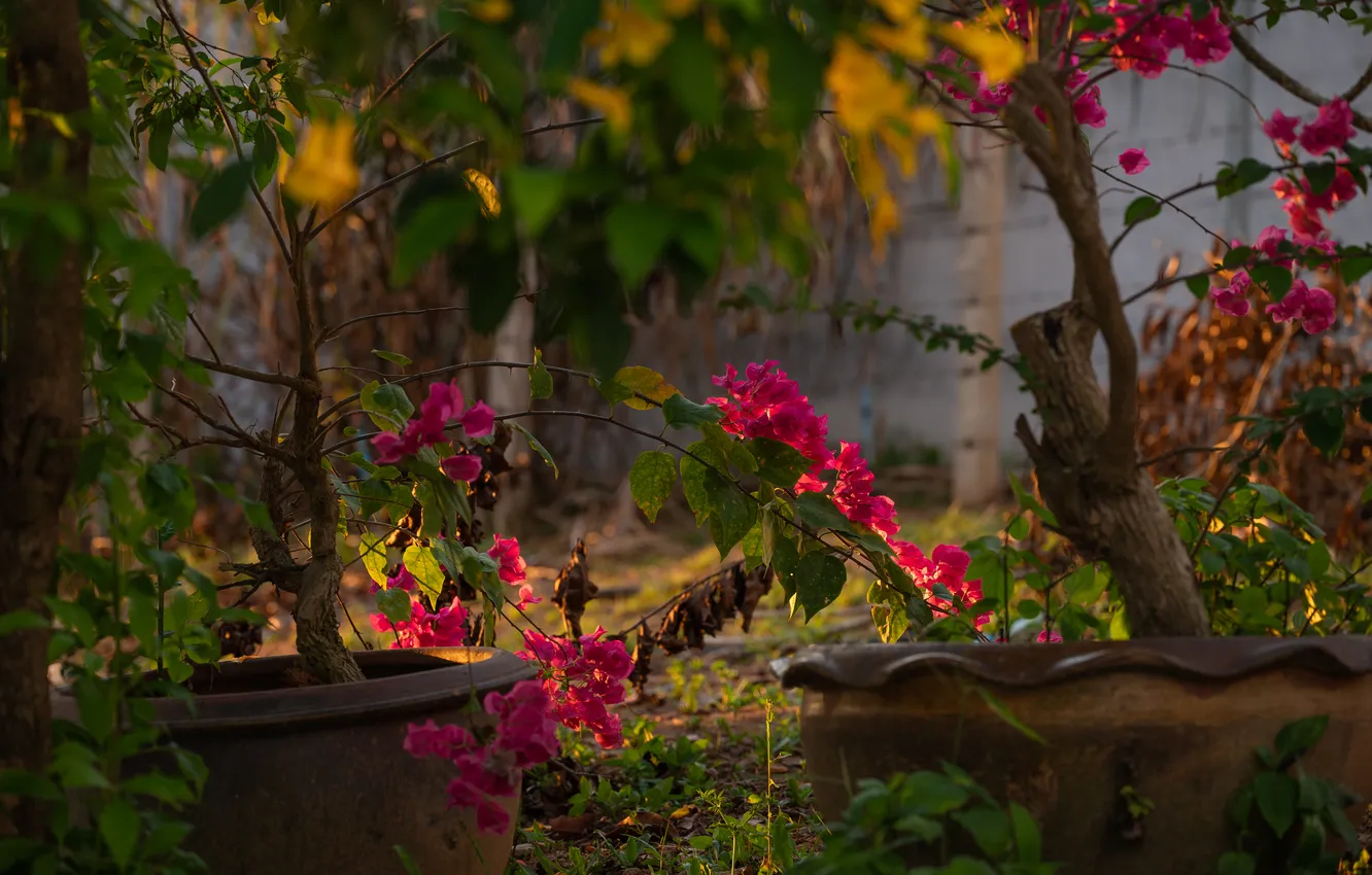 Photo wallpaper flowers, nature, Thailand, flowering, flowers, Phuket, bougainvillea, Nyctaginaceae