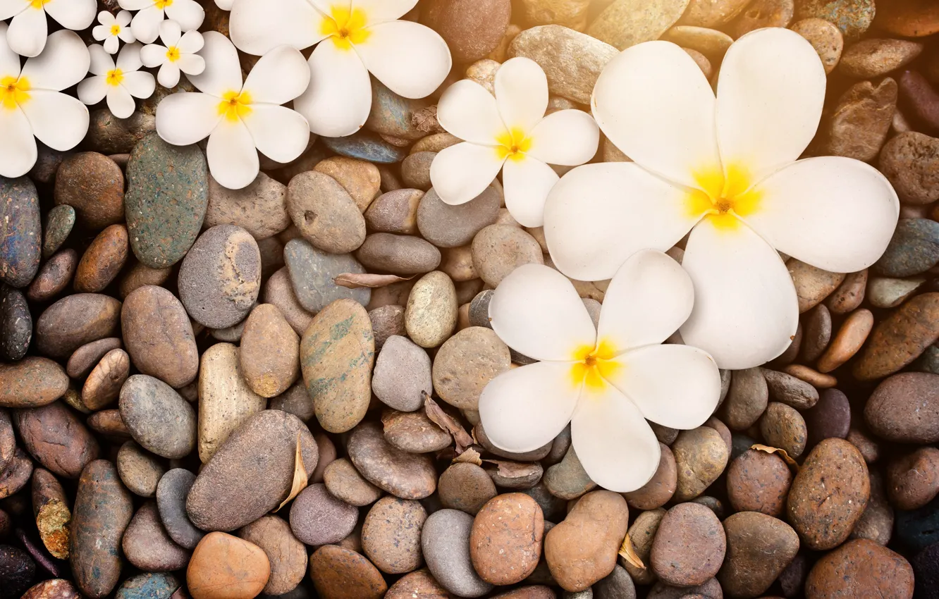Photo wallpaper stones, white, wood, flowers, plumeria, plumeria