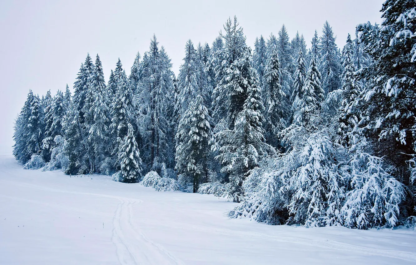 Photo wallpaper winter, road, forest, snow, ate, the snow, track