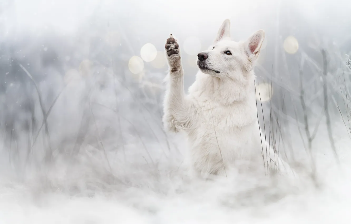 Photo wallpaper dog, paws, The white Swiss shepherd dog
