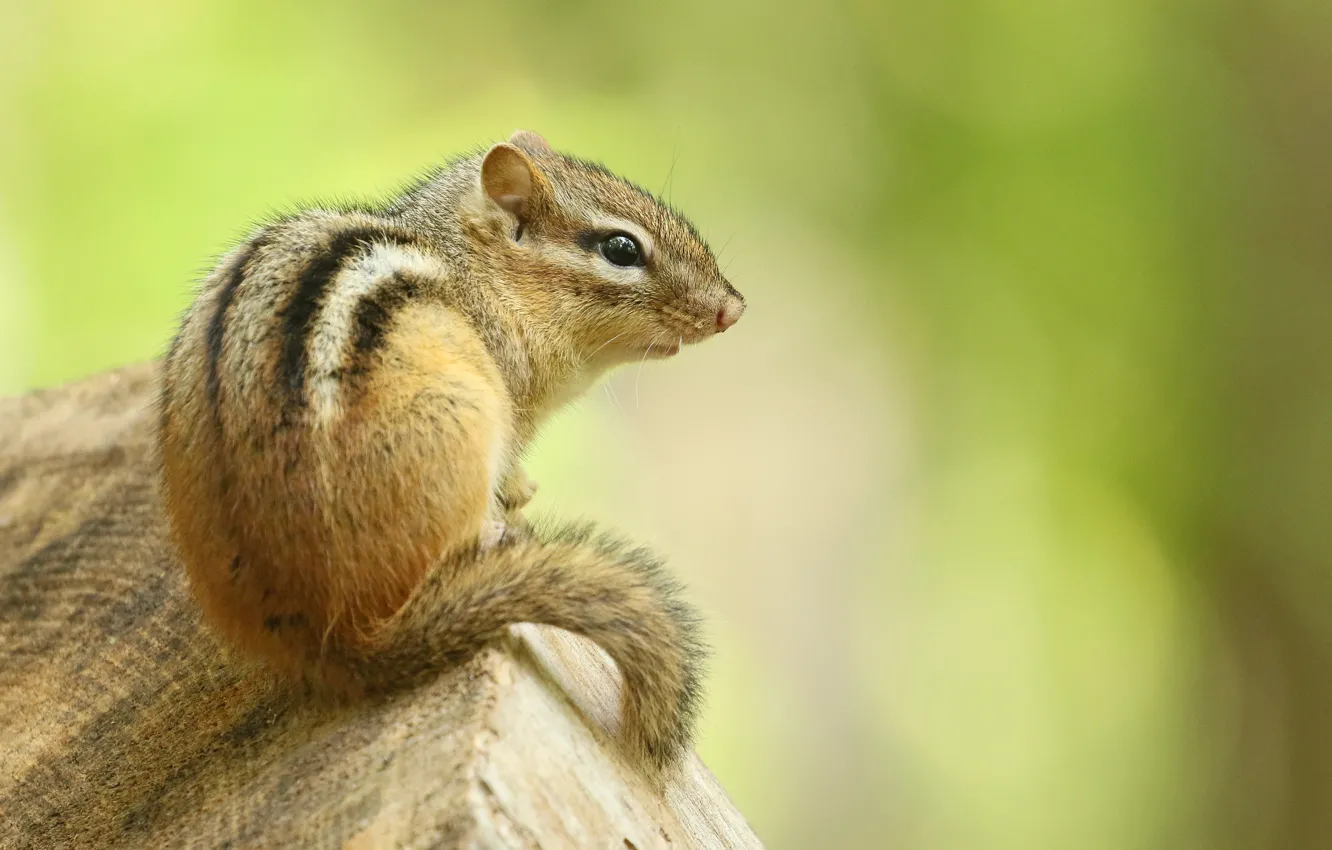 Photo wallpaper look, pose, background, stump, Chipmunk