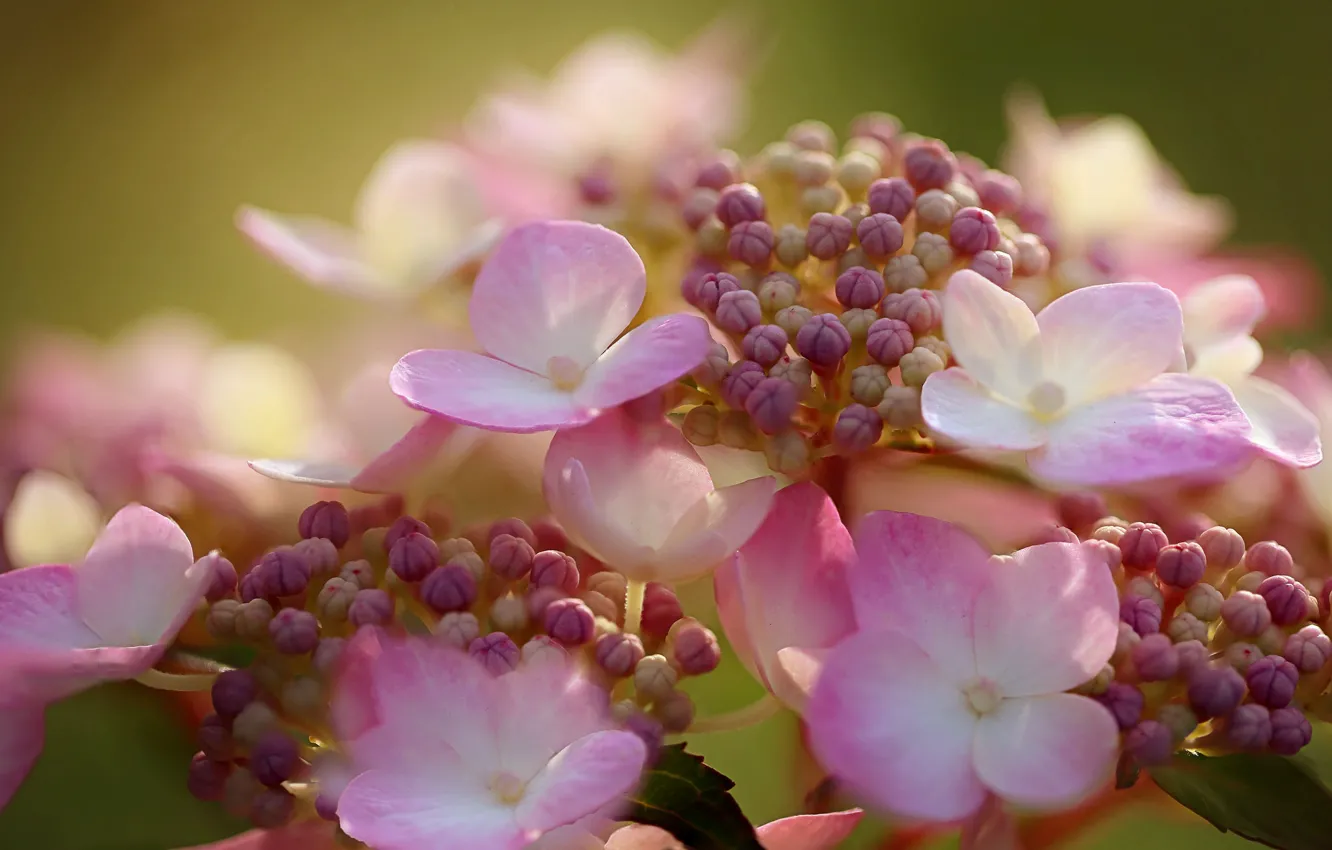 Photo wallpaper macro, flowers, hydrangea, inflorescence