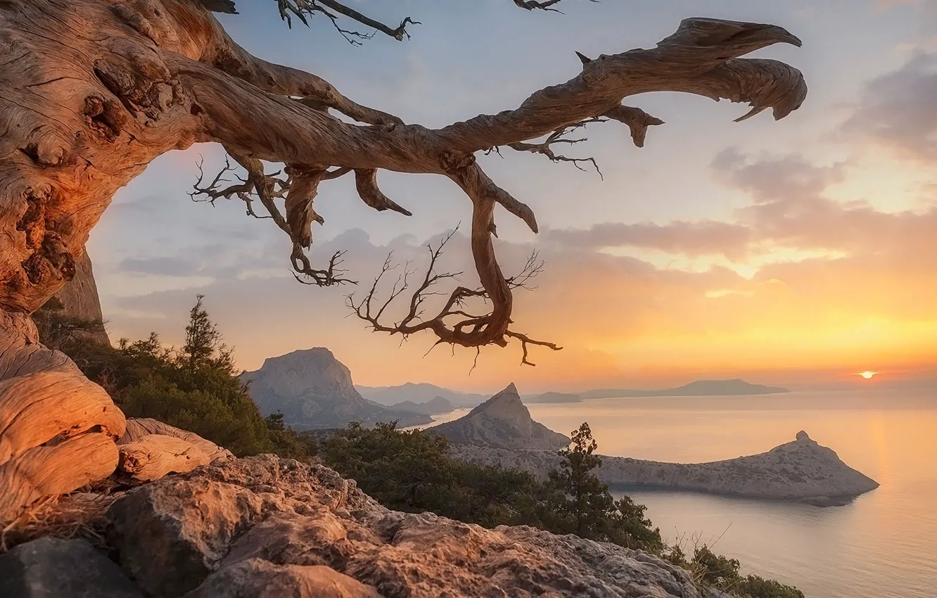 Photo wallpaper trees, Mountains, The rays of the sun