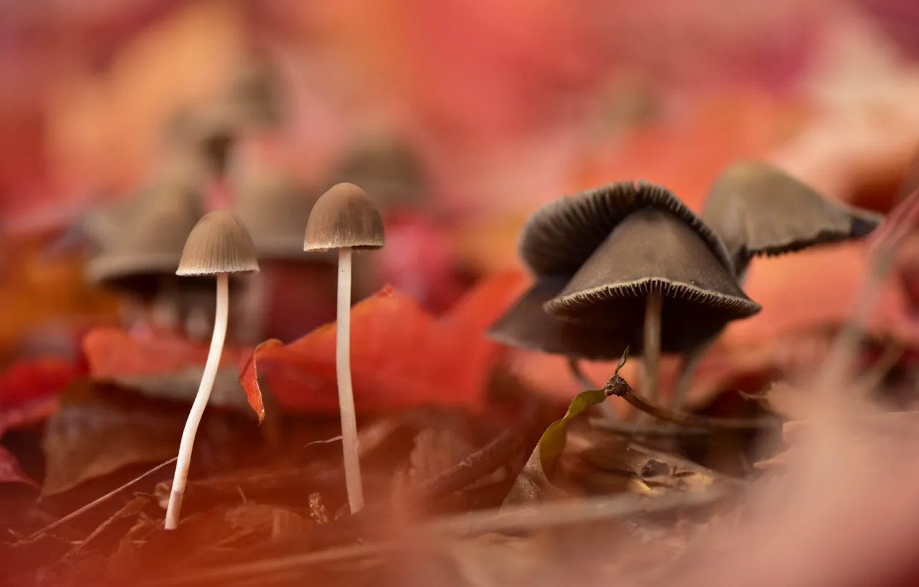 Photo wallpaper autumn, nature, mushrooms