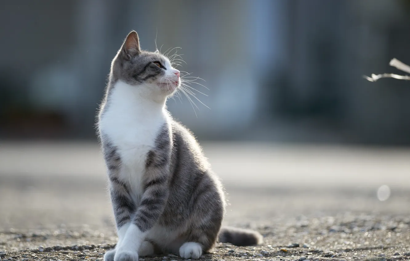 Смотреть кошка