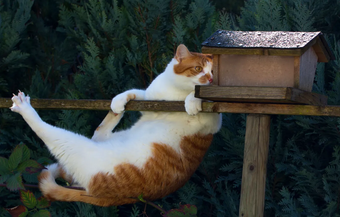 Photo wallpaper cat, the situation, birdhouse, acrobat