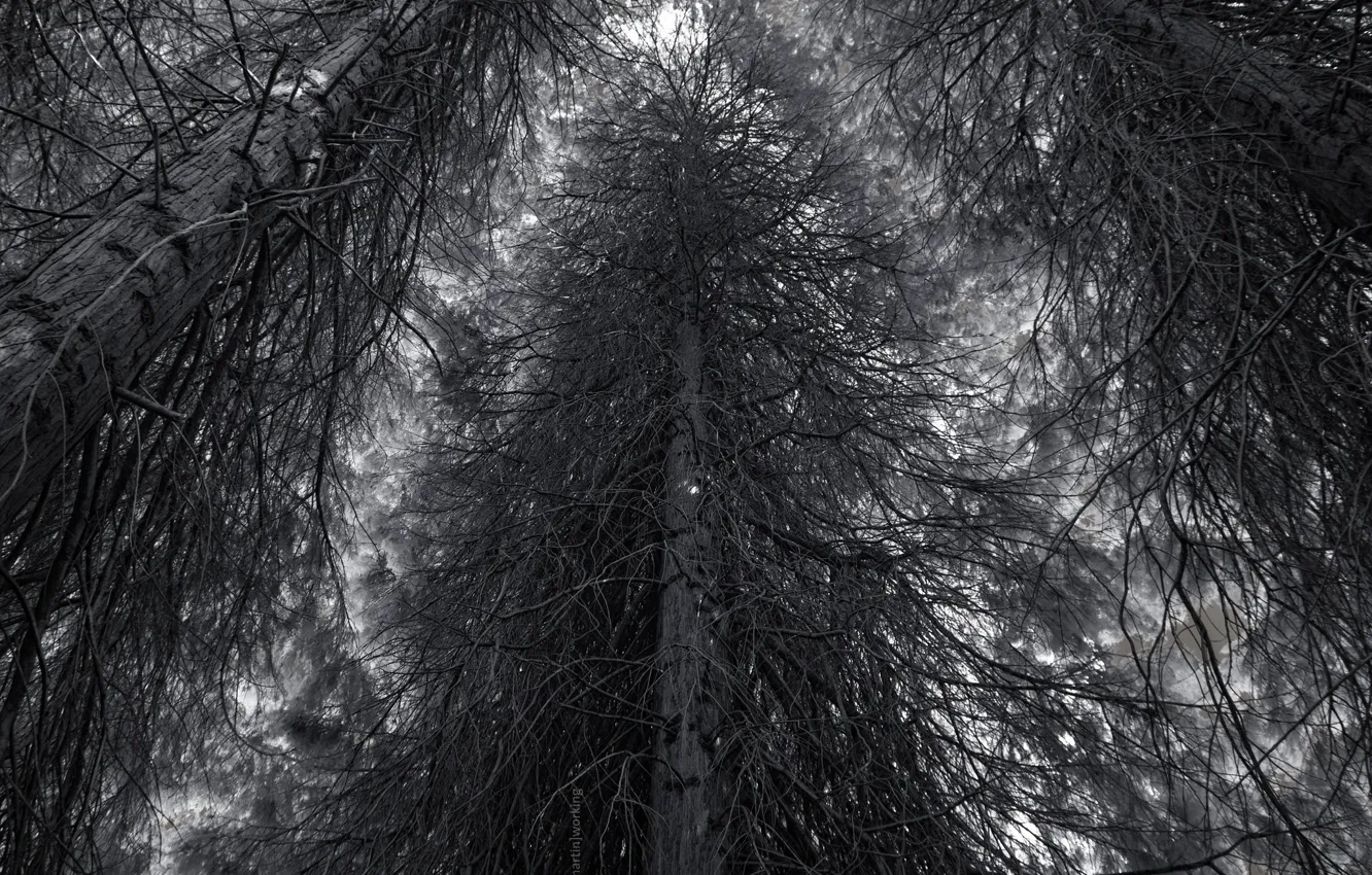 Photo wallpaper forest, trees, nature