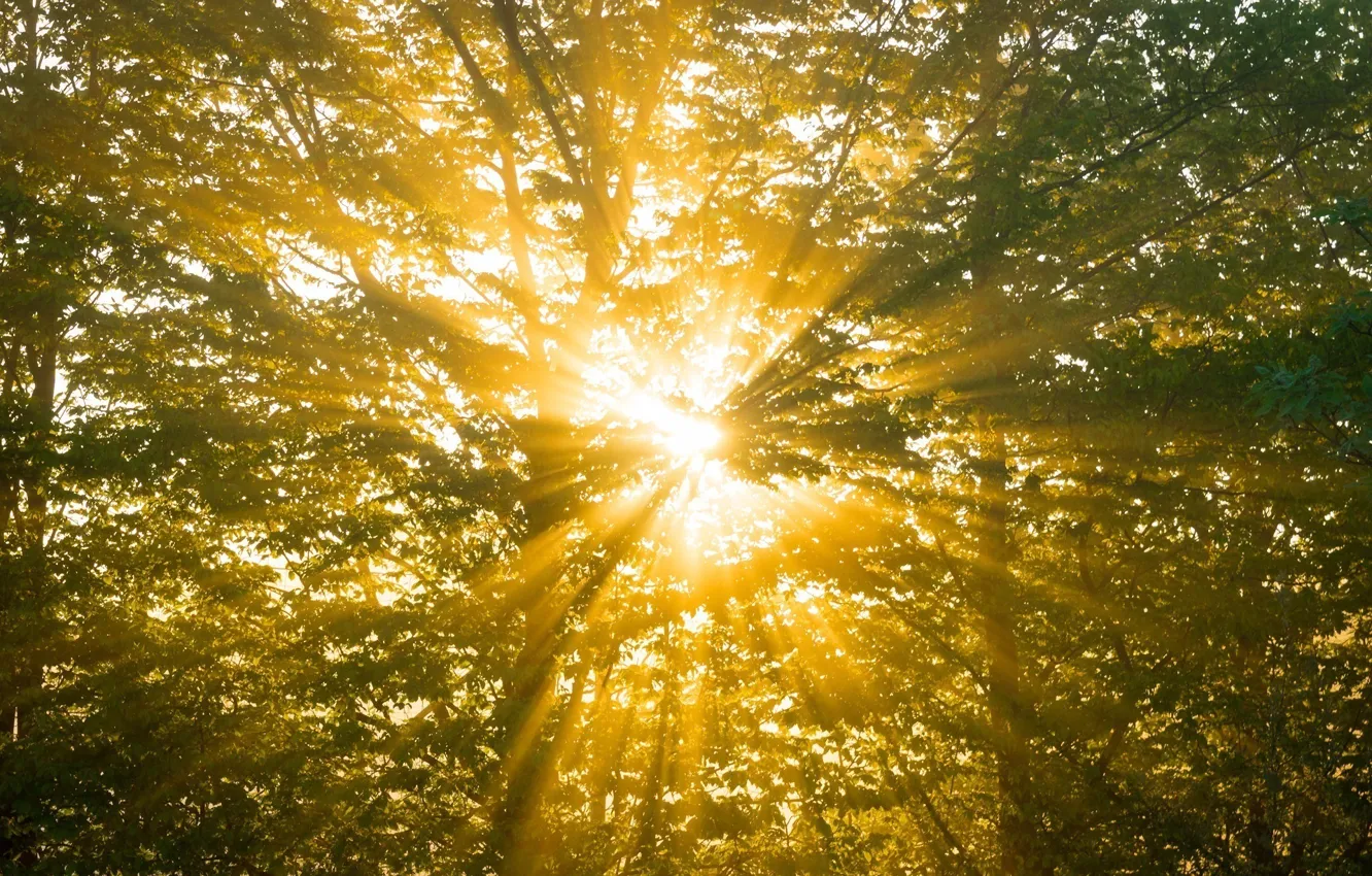 Photo wallpaper forest, summer, the sun, rays, light