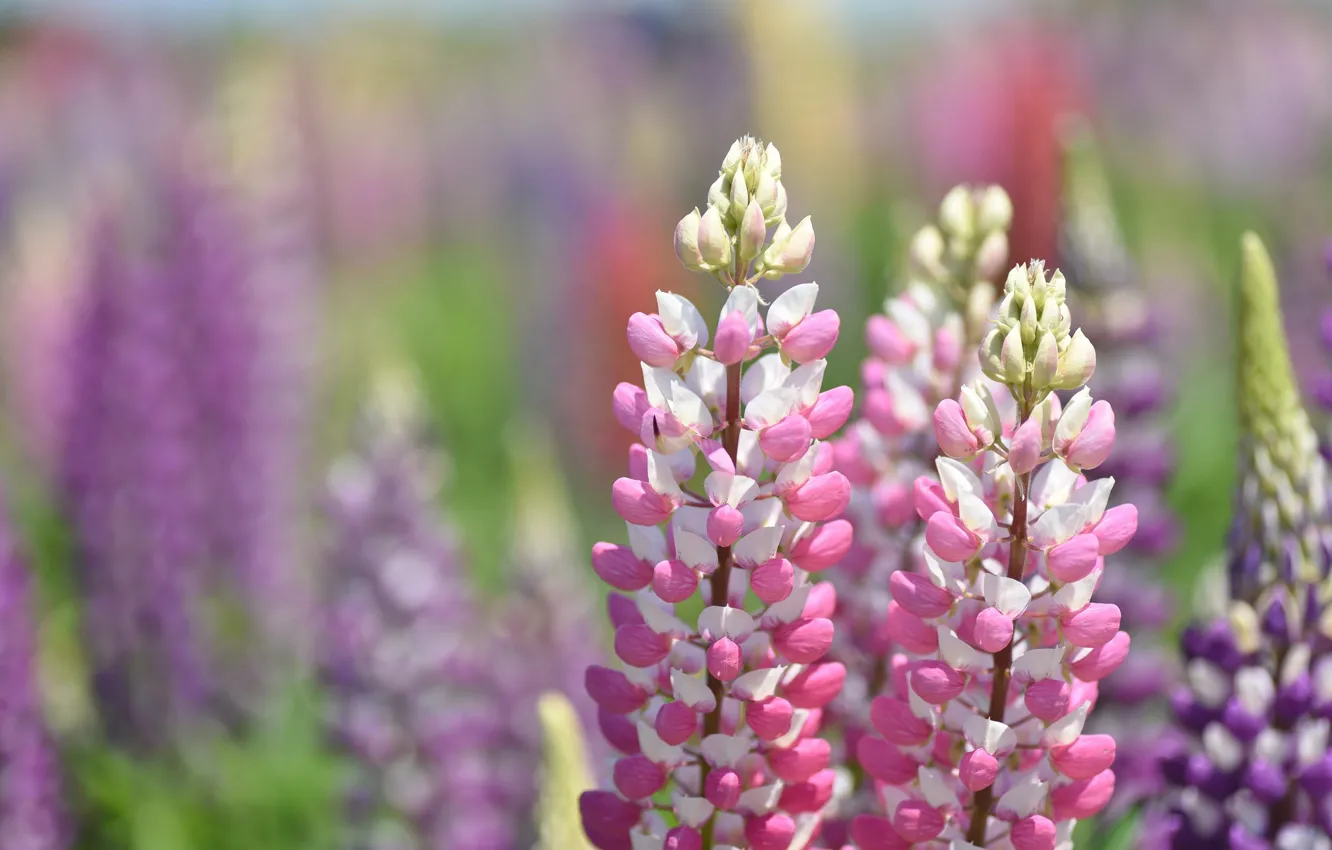 Photo wallpaper macro, blur, lupins