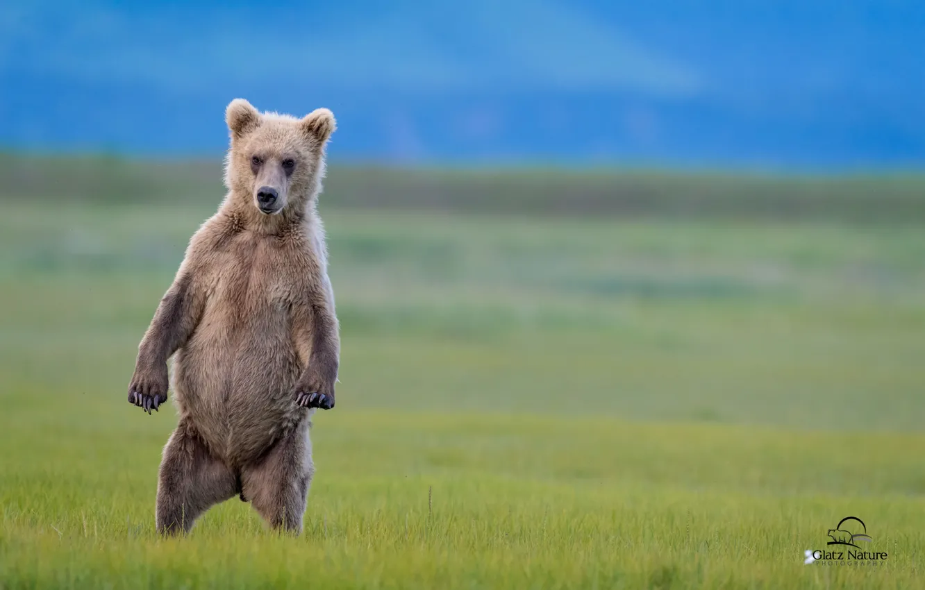 Photo wallpaper bear, stand, funny
