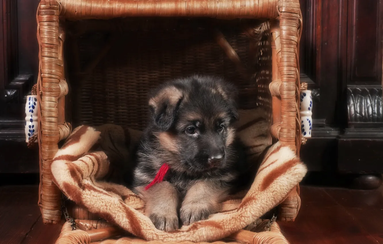 Photo wallpaper basket, puppy, German shepherd