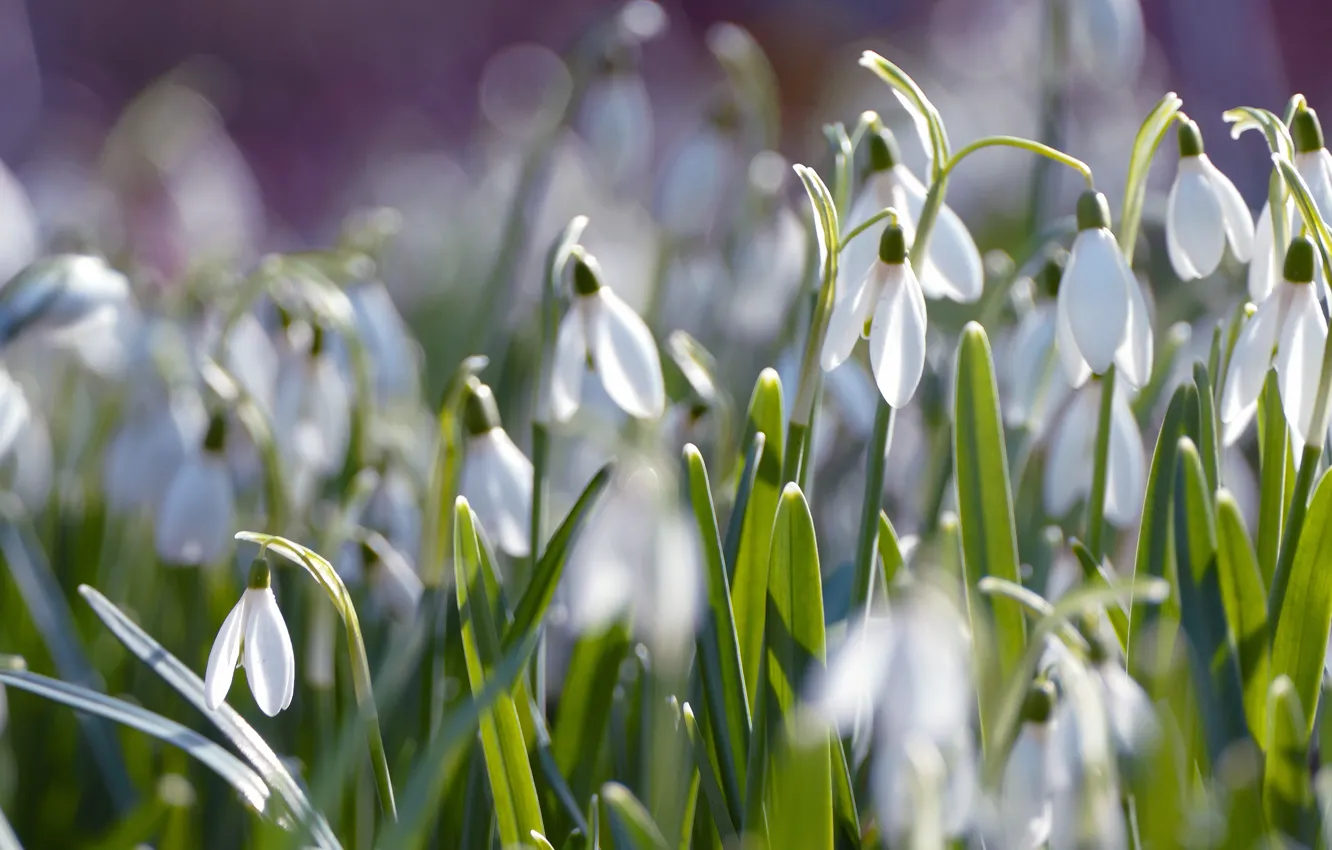 Photo wallpaper greens, light, flowers, glade, spring, snowdrops, white, bokeh