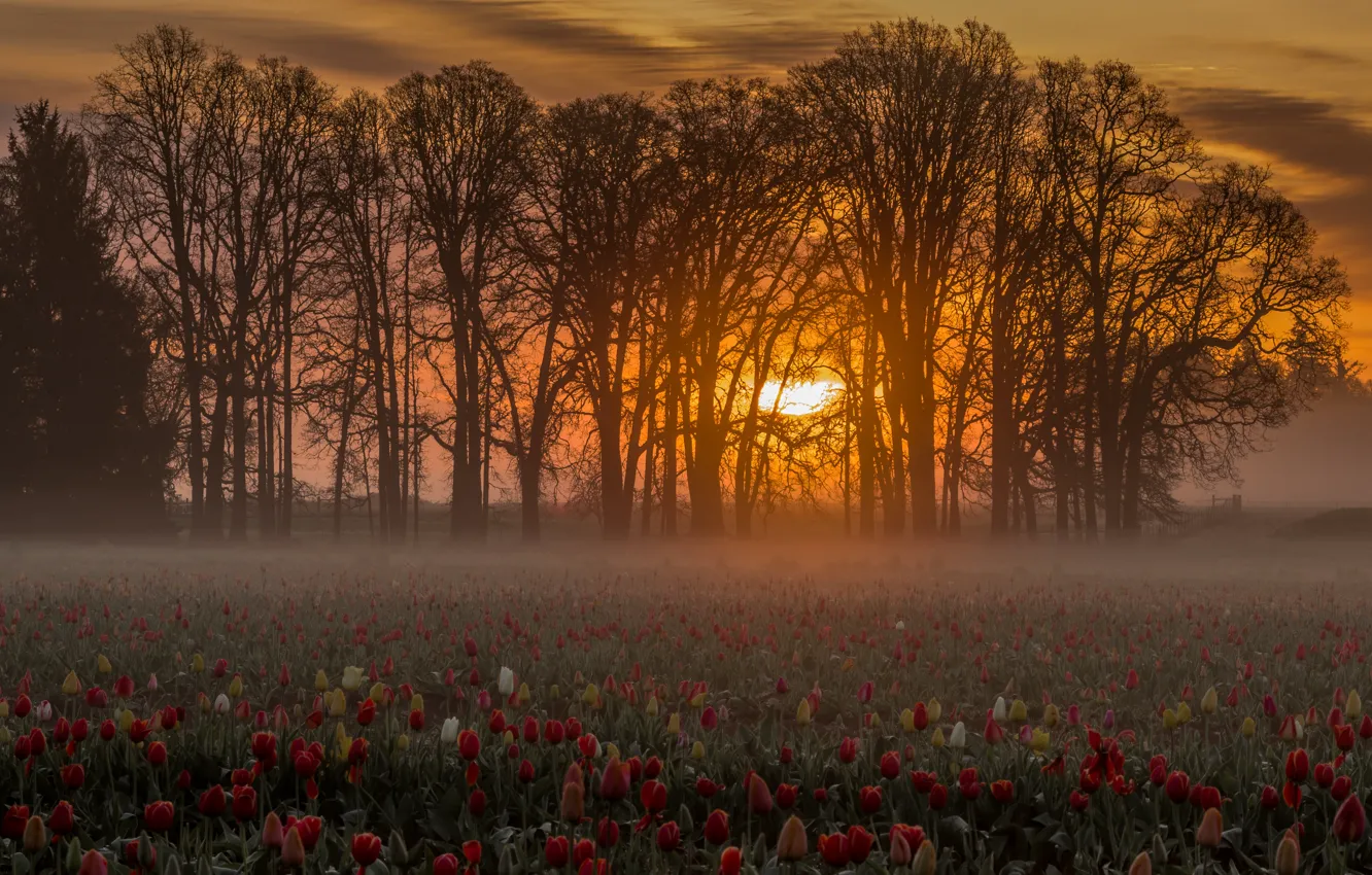 Photo wallpaper field, trees, flowers, sunrise, dawn, morning, tulips