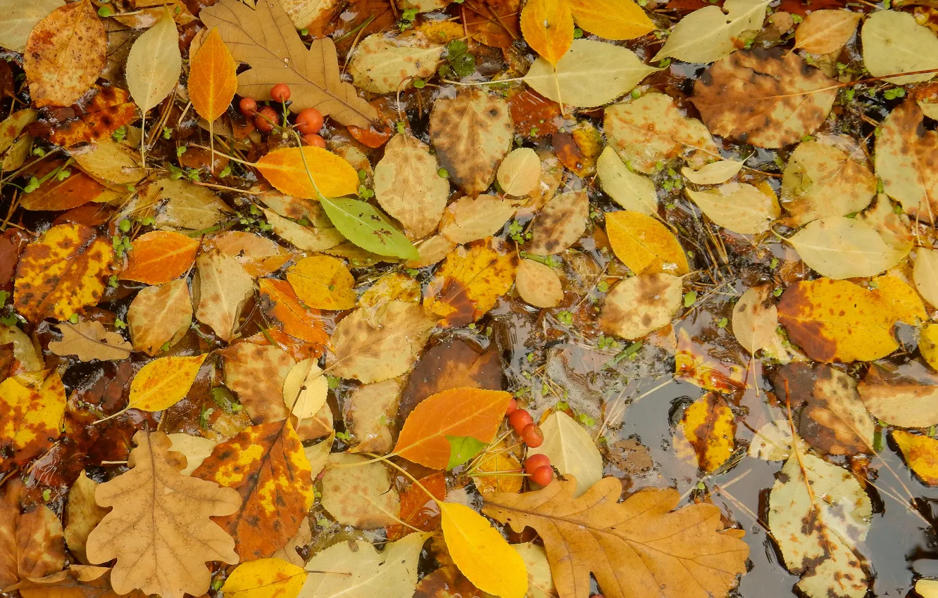 Photo wallpaper autumn, leaves, nature, sheet, stream, widescreen, Wallpaper, wallpaper