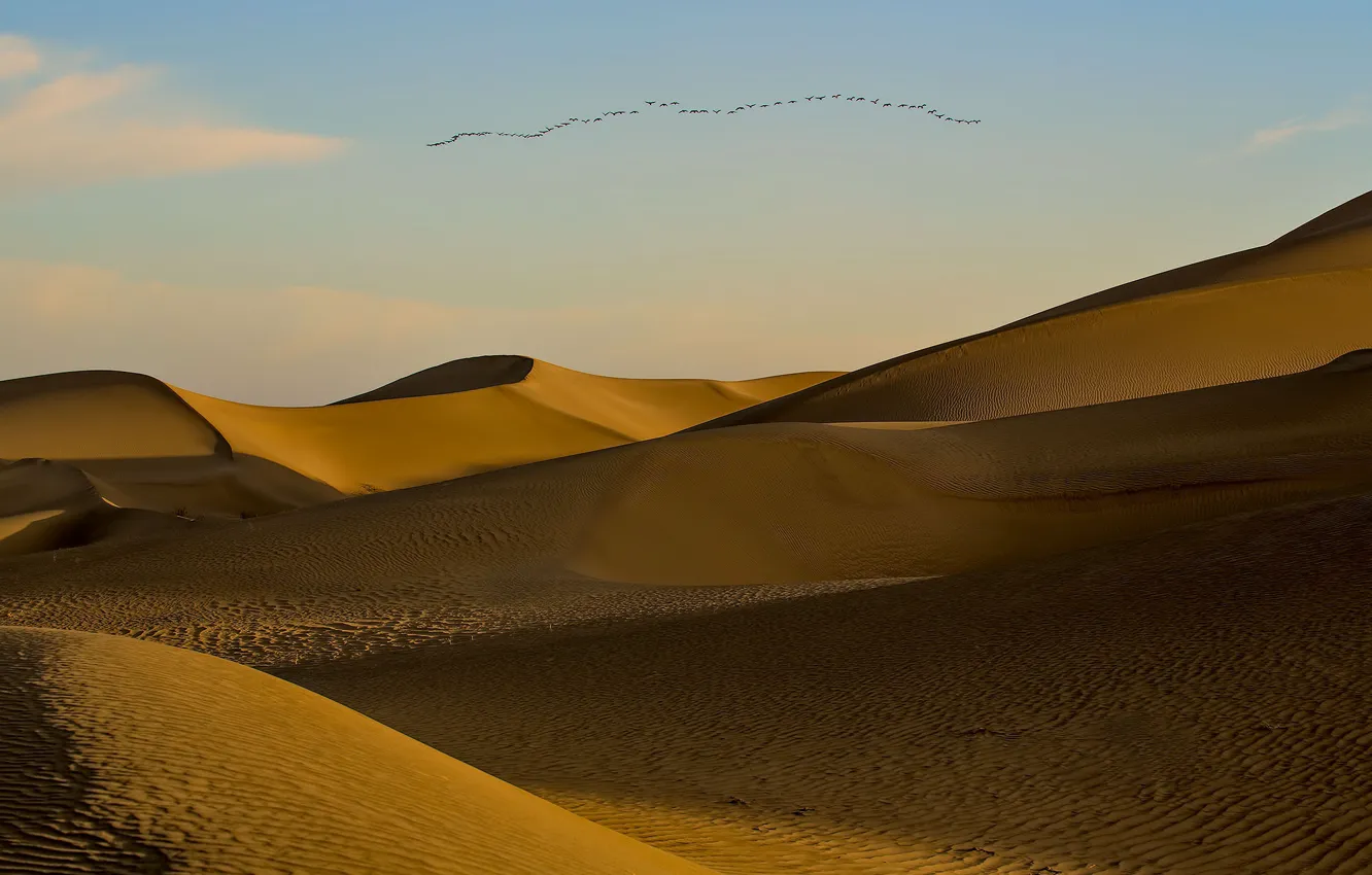 Photo wallpaper the dunes, bird, desert