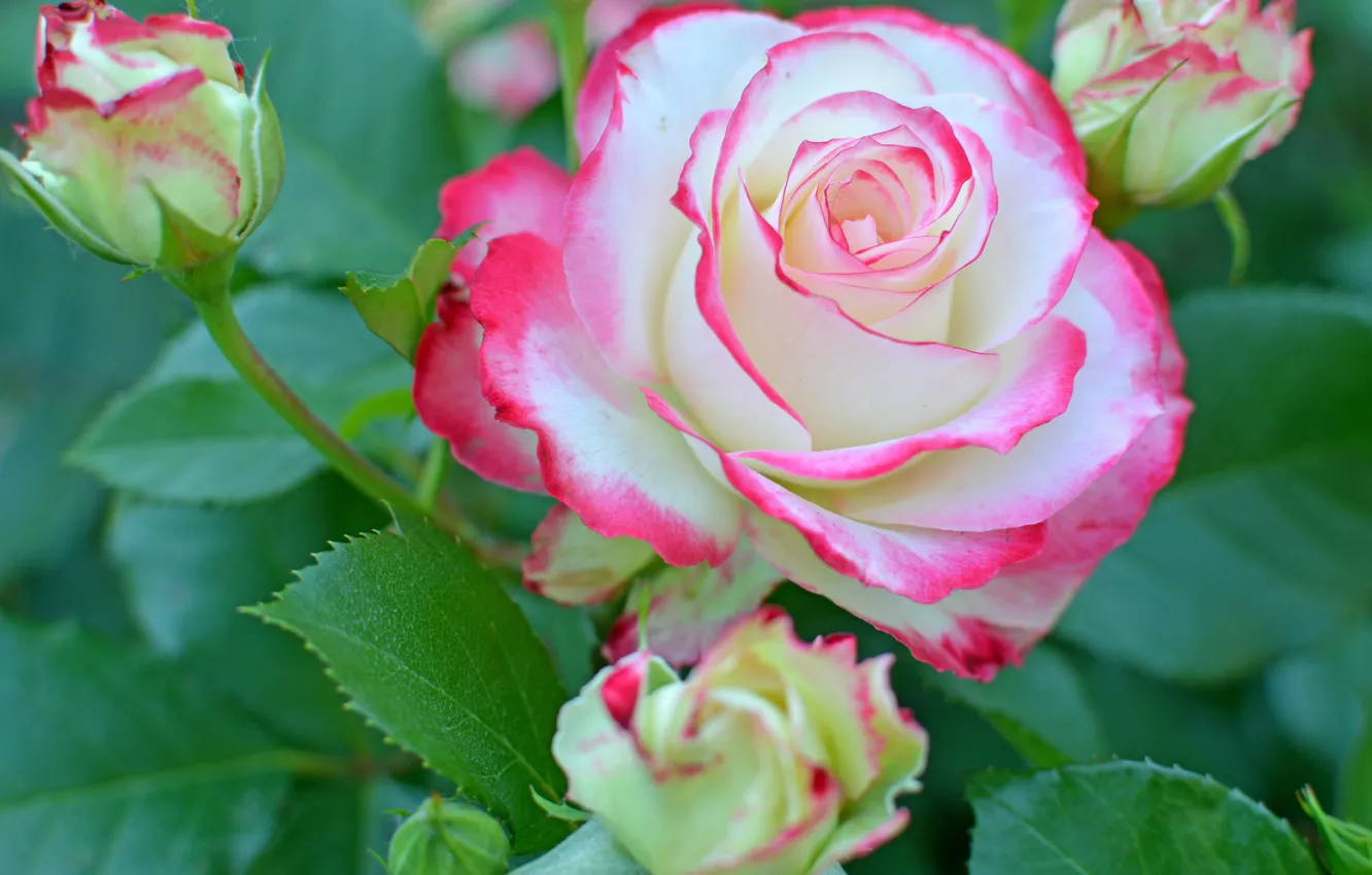 Photo wallpaper summer, rose, Bud, flowering, pink and white