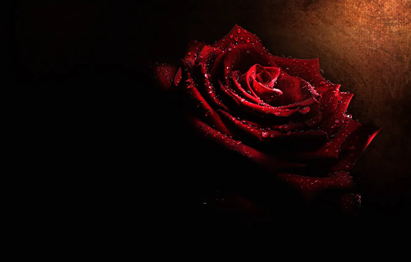 Photo wallpaper flower, drops, macro, light, rose, Bud, black background, scarlet