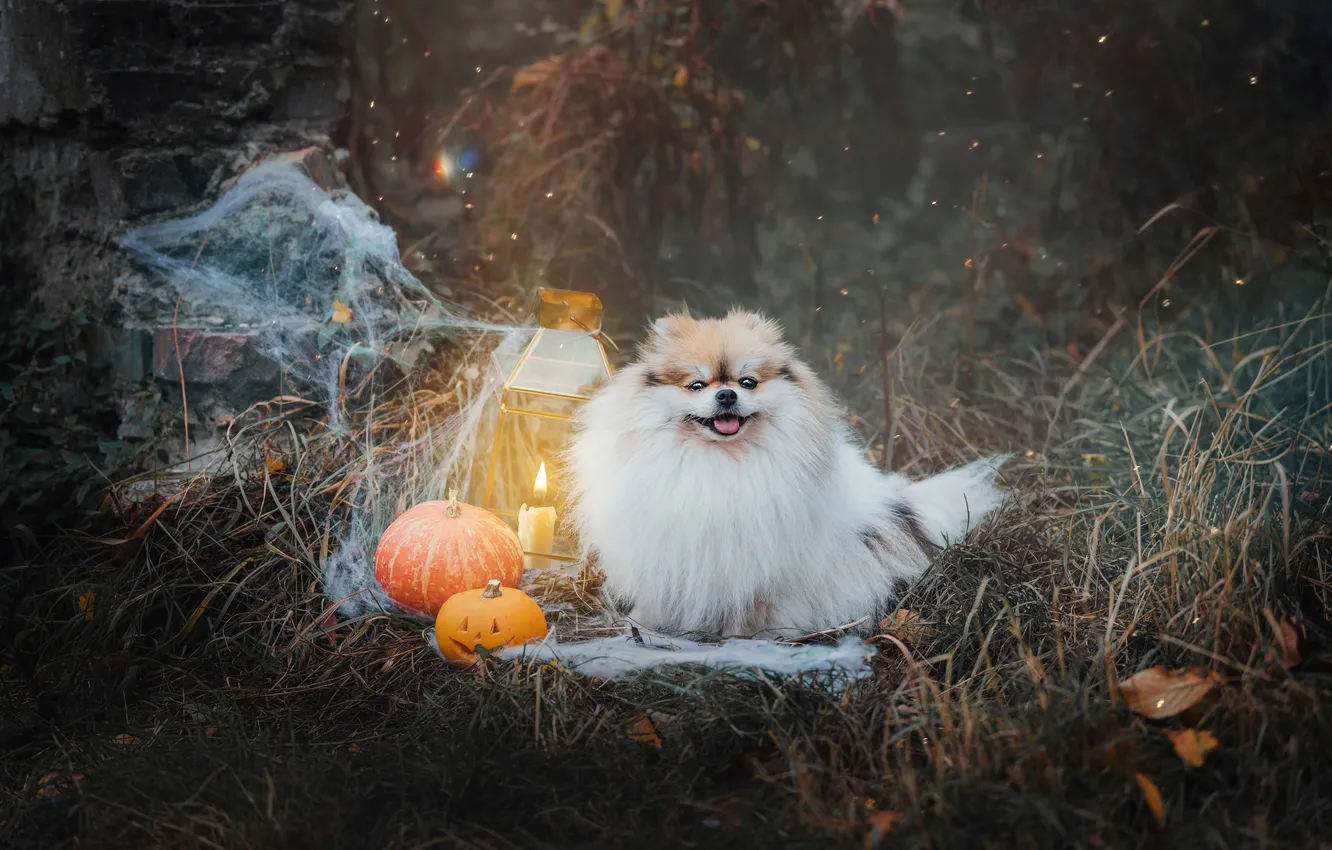 Photo wallpaper look, pose, dog, face, Spitz