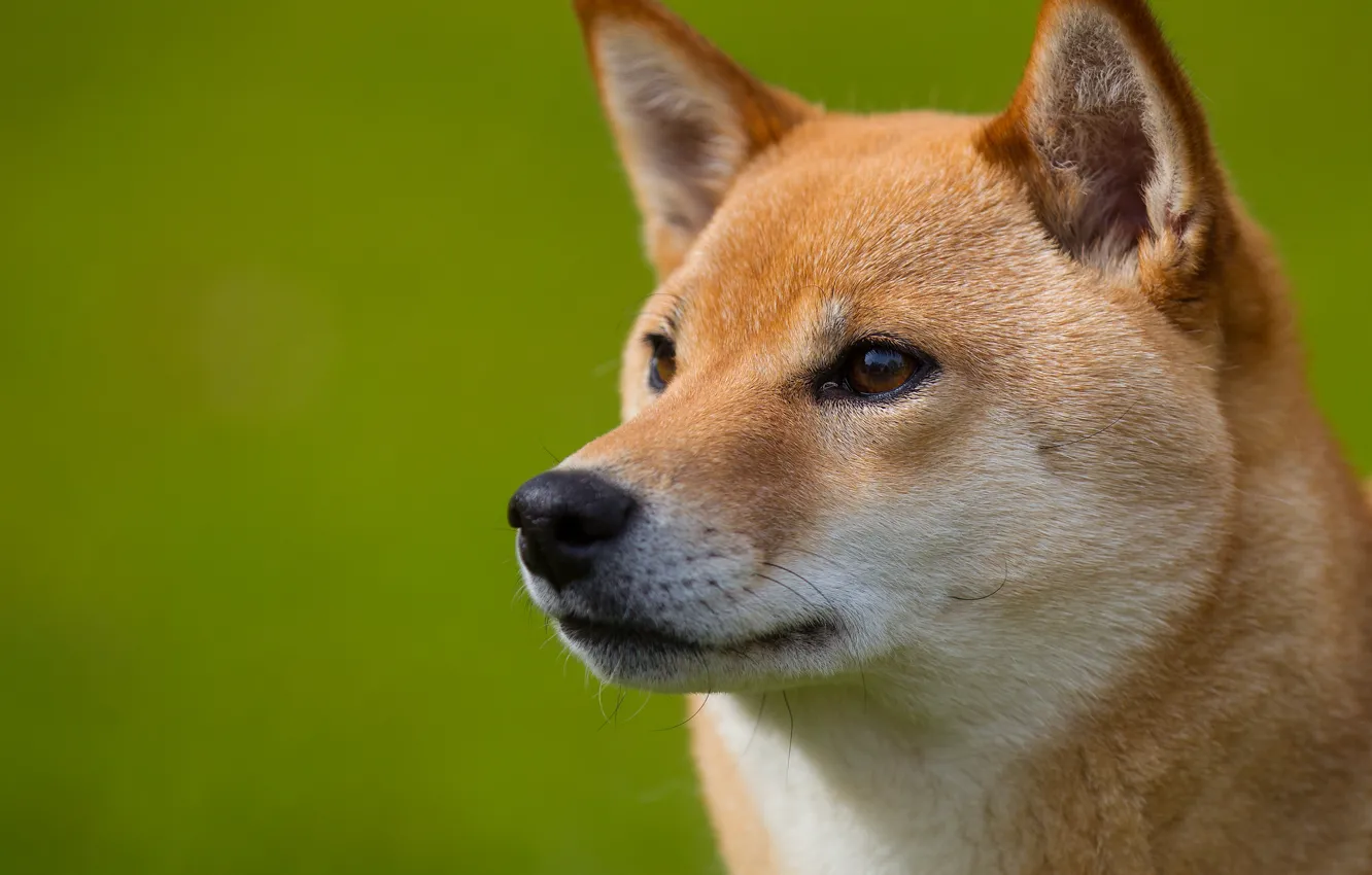 Photo wallpaper look, each, dog, muzzle, profile, ginger, Shiba inu