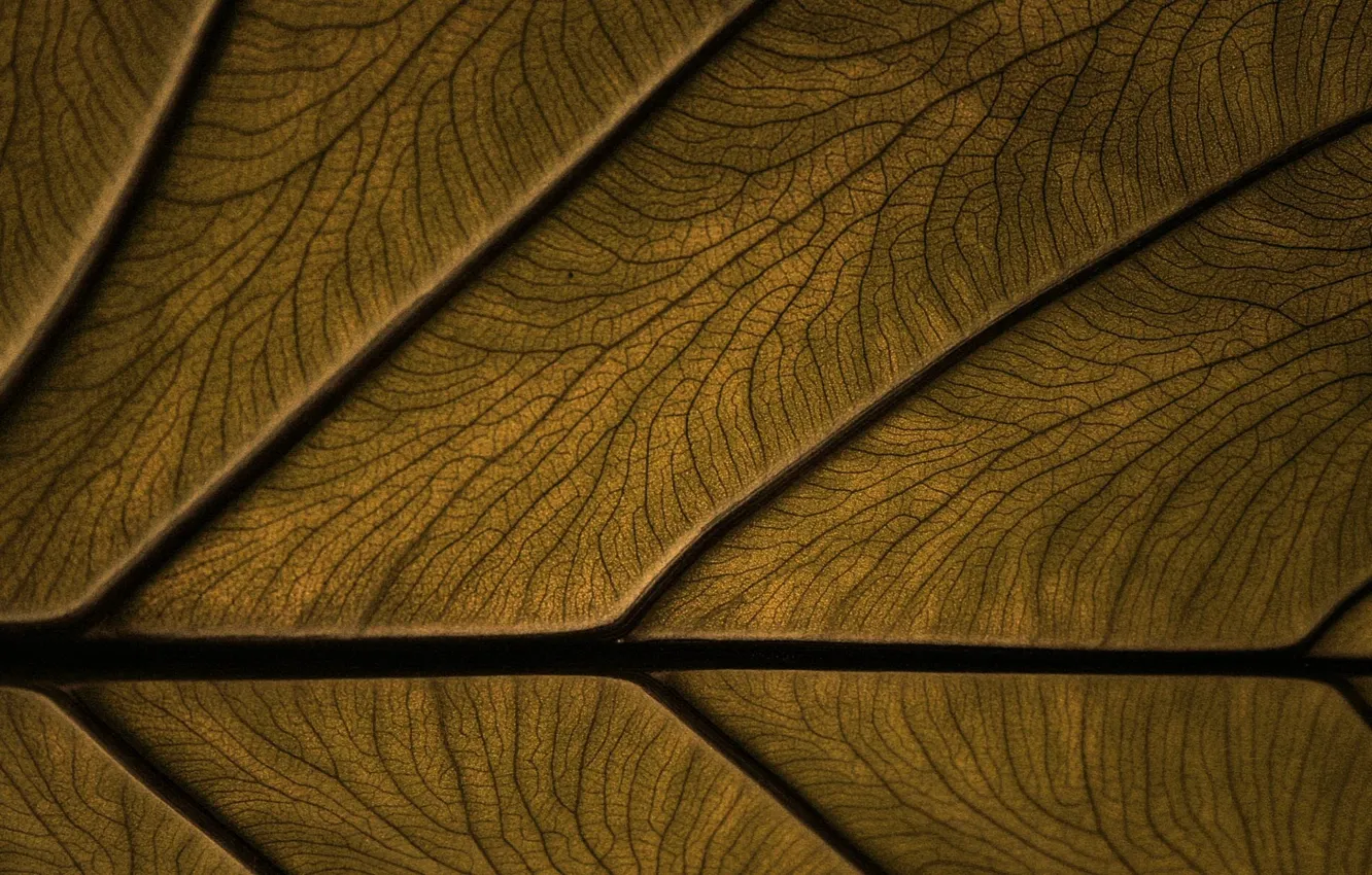 Photo wallpaper leaves, macro, background, color, texture, veins, strange