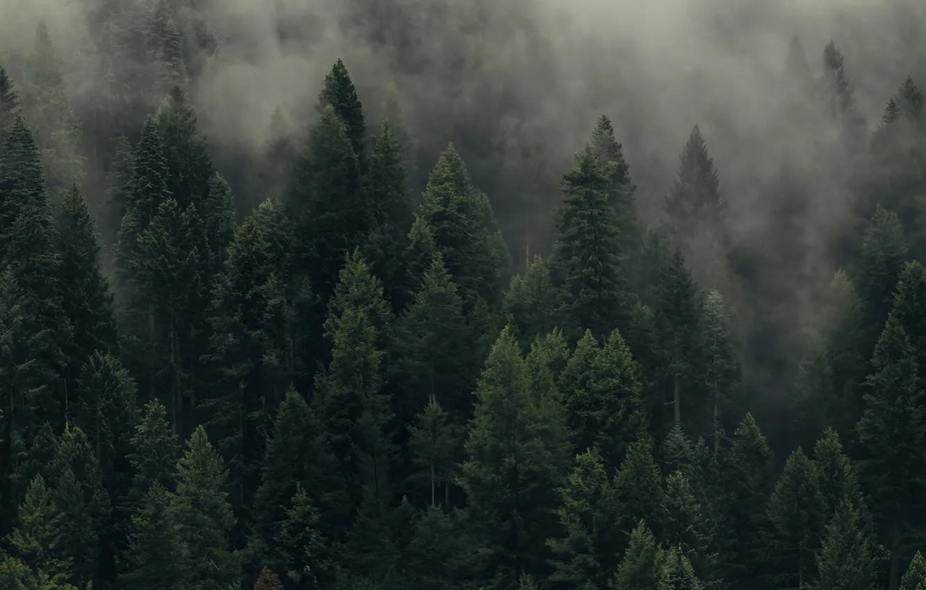 Photo wallpaper green, trees, landscape, nature, Wide screen, UltraWide