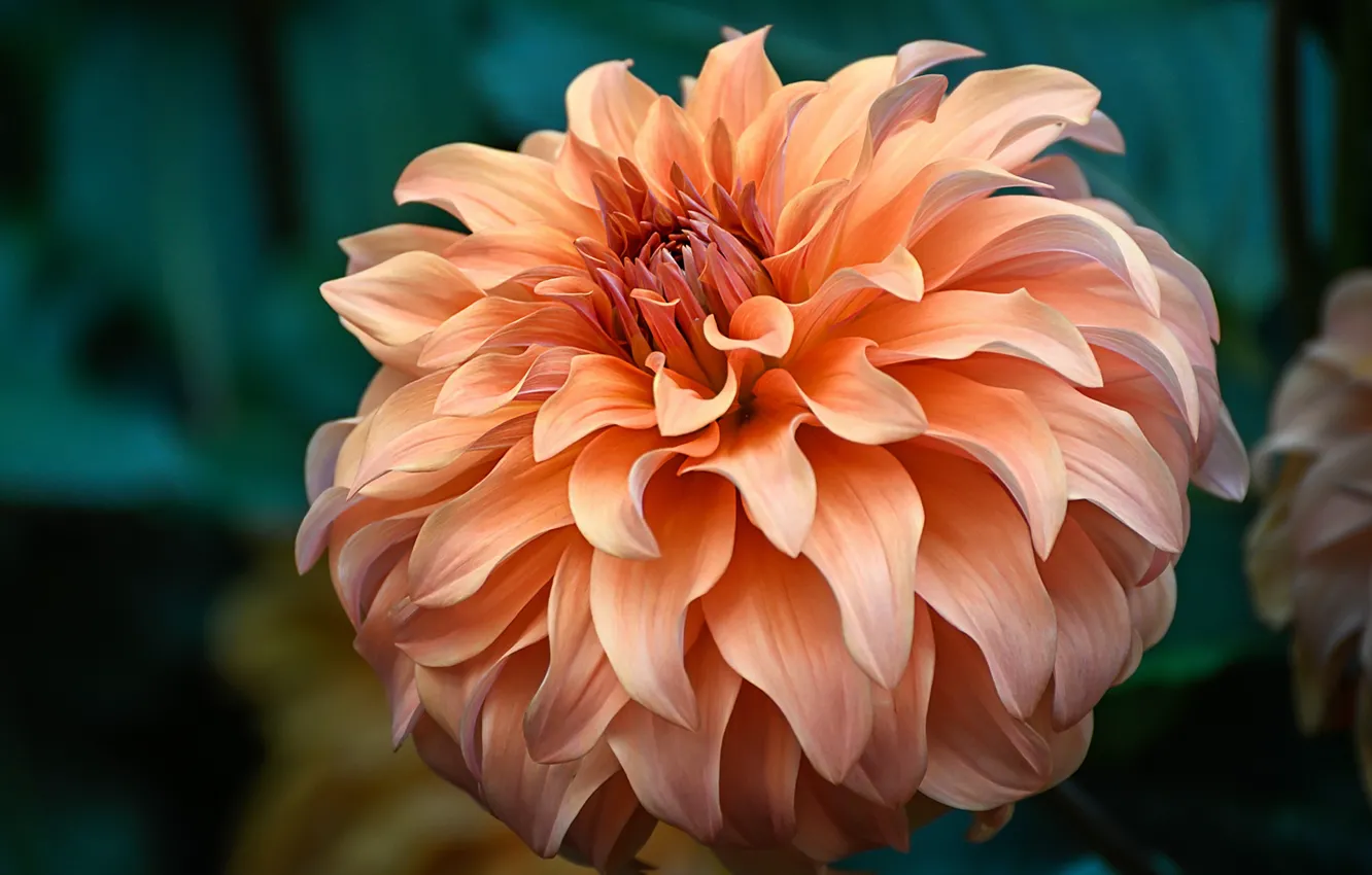 Wallpaper flower, macro, background, orange, Dahlia for mobile and