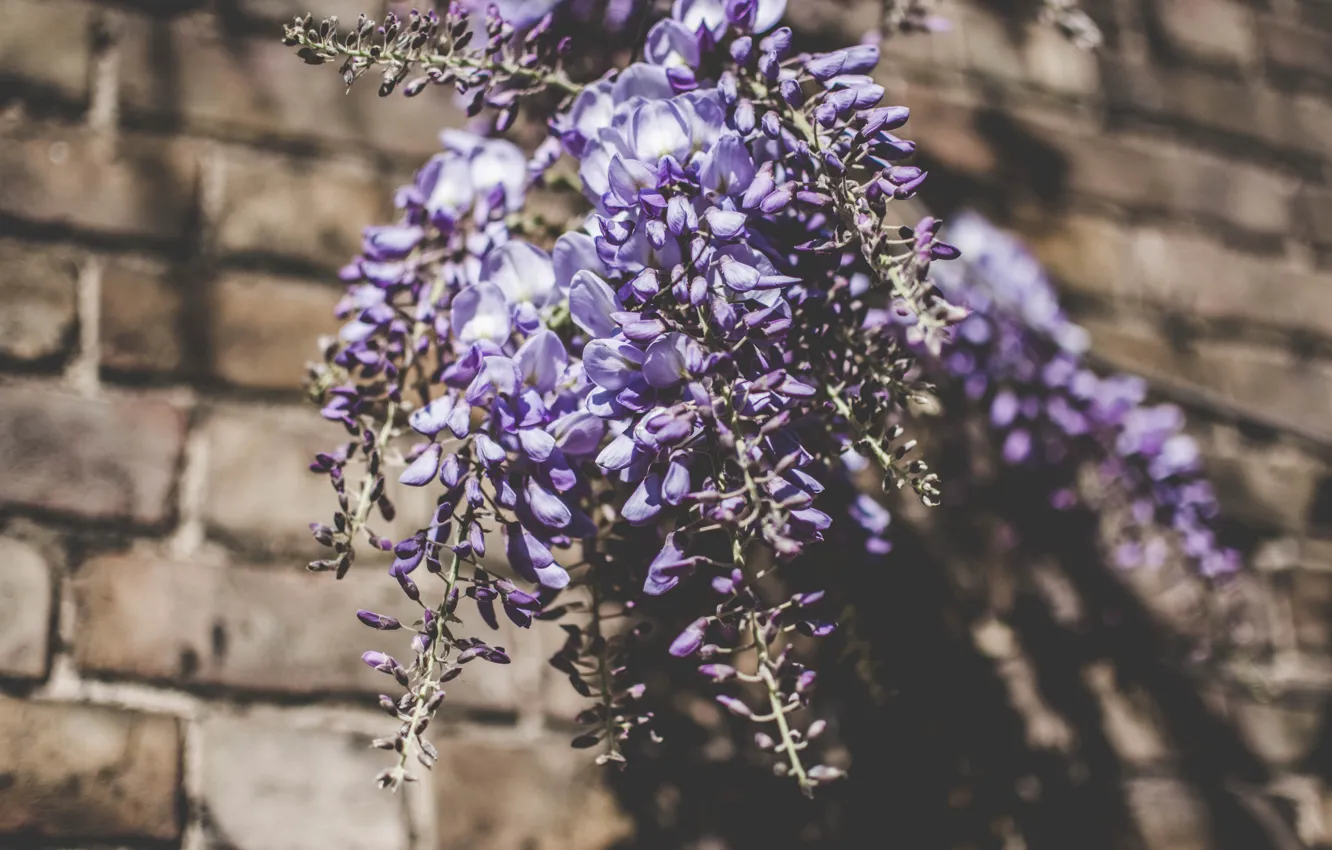 Photo wallpaper flowers, bouquet, Wisteria