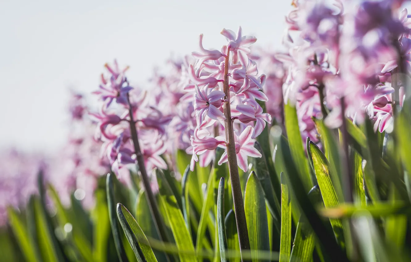 Photo wallpaper flowers, spring, bokeh, hyacinths