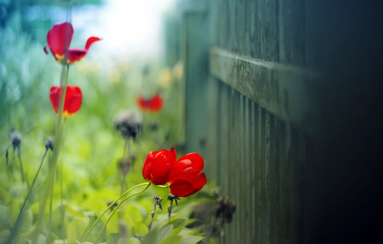 Photo wallpaper summer, macro, light, background, the fence, Tulip