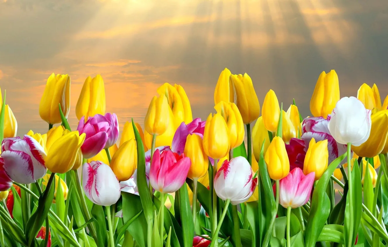 Photo wallpaper rays, spring, tulips