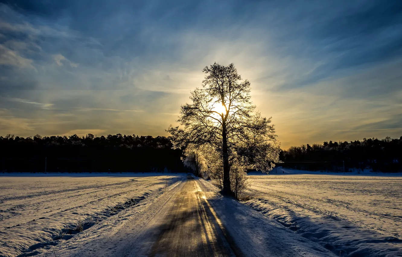 Photo wallpaper winter, road, tree, morning