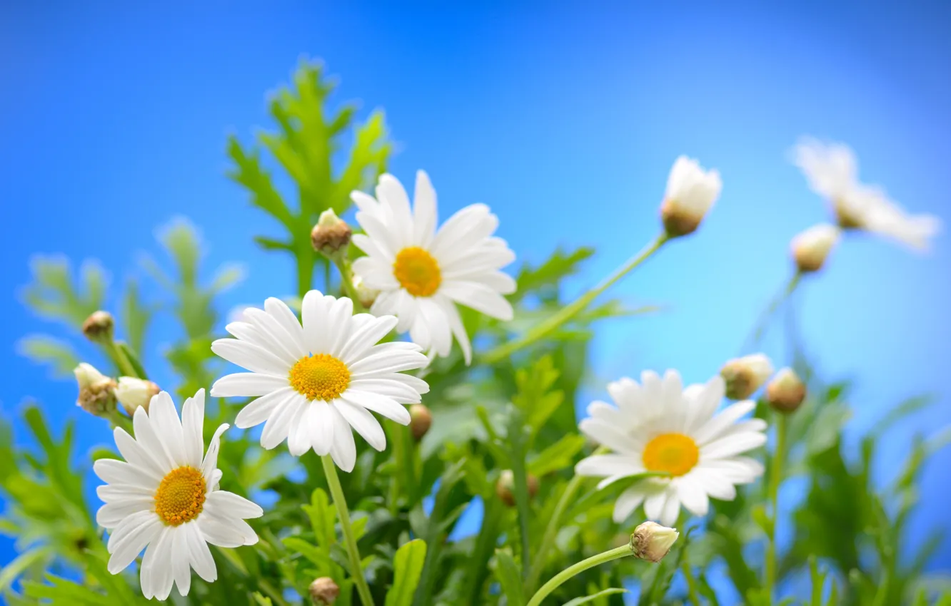 Photo wallpaper the sky, the sun, flowers, chamomile, spring, spring