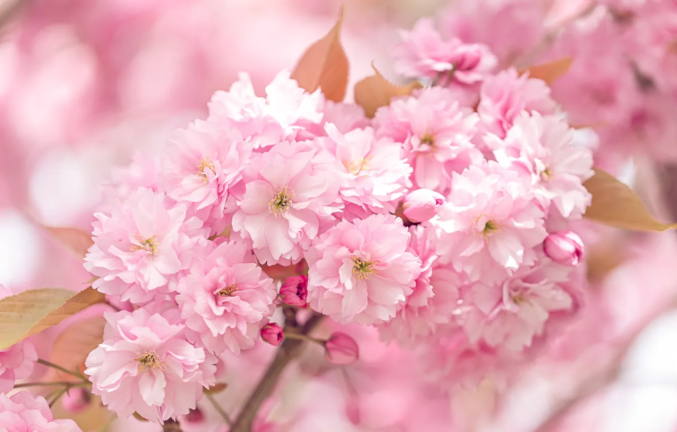 Photo wallpaper light, flowers, branches, spring, gentle, pink, flowering, almonds