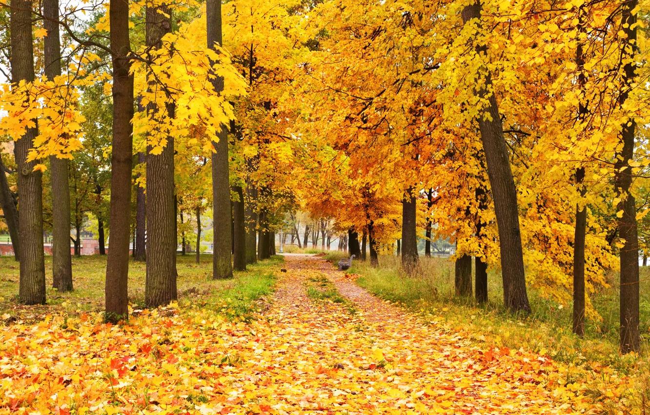 Photo wallpaper autumn, forest, leaves, trees, autumn, leaves